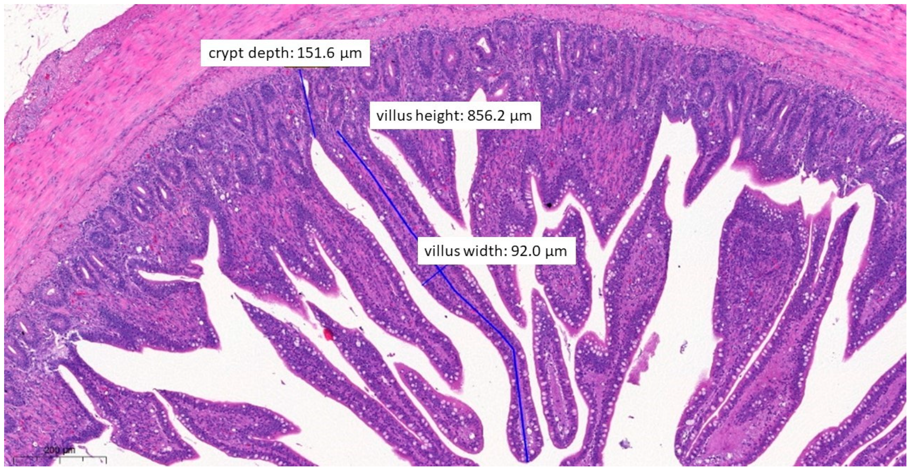 Vetsci 10 00706 g008