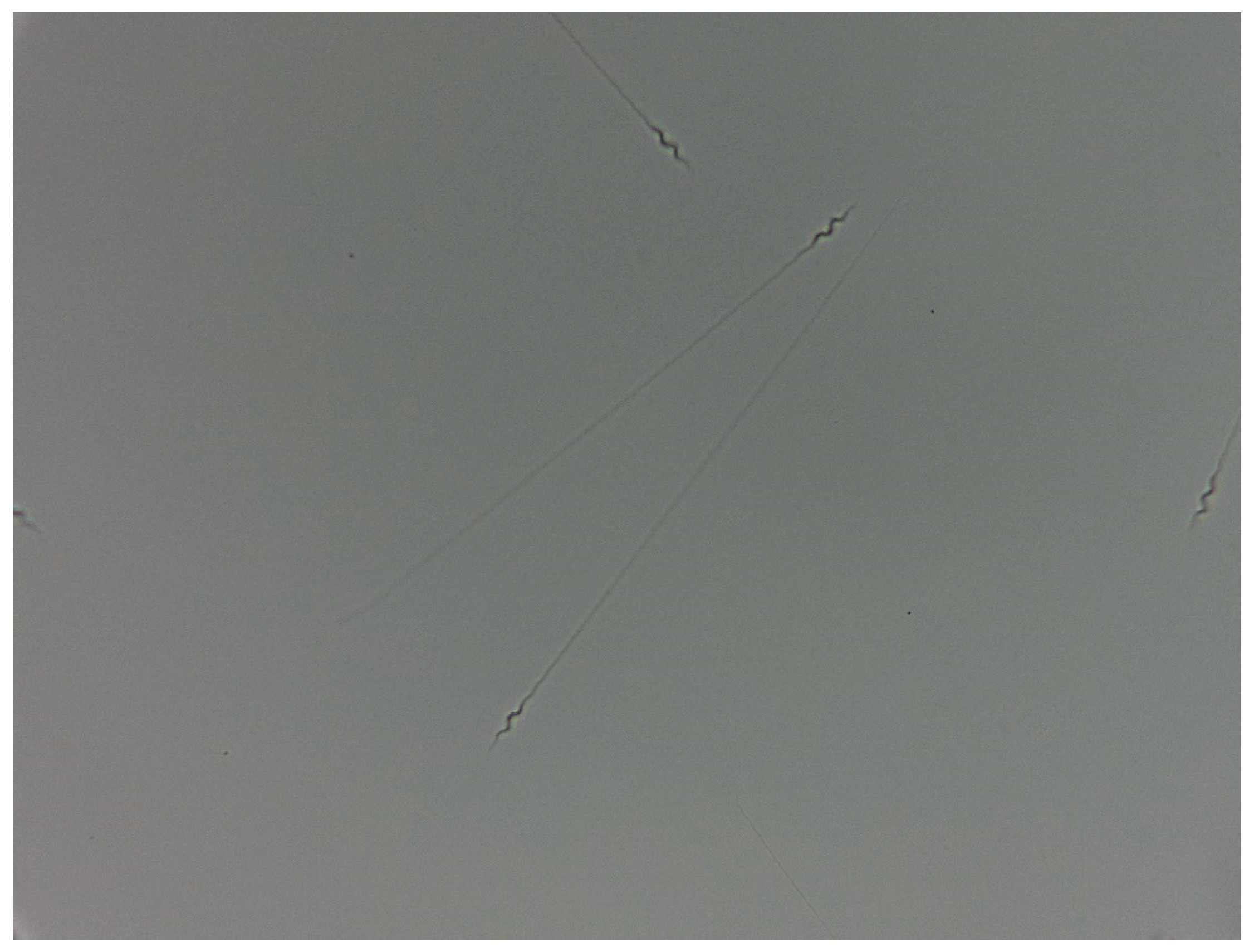 Vetsci 11 00004 g001 Vetsci 11 00004 g001