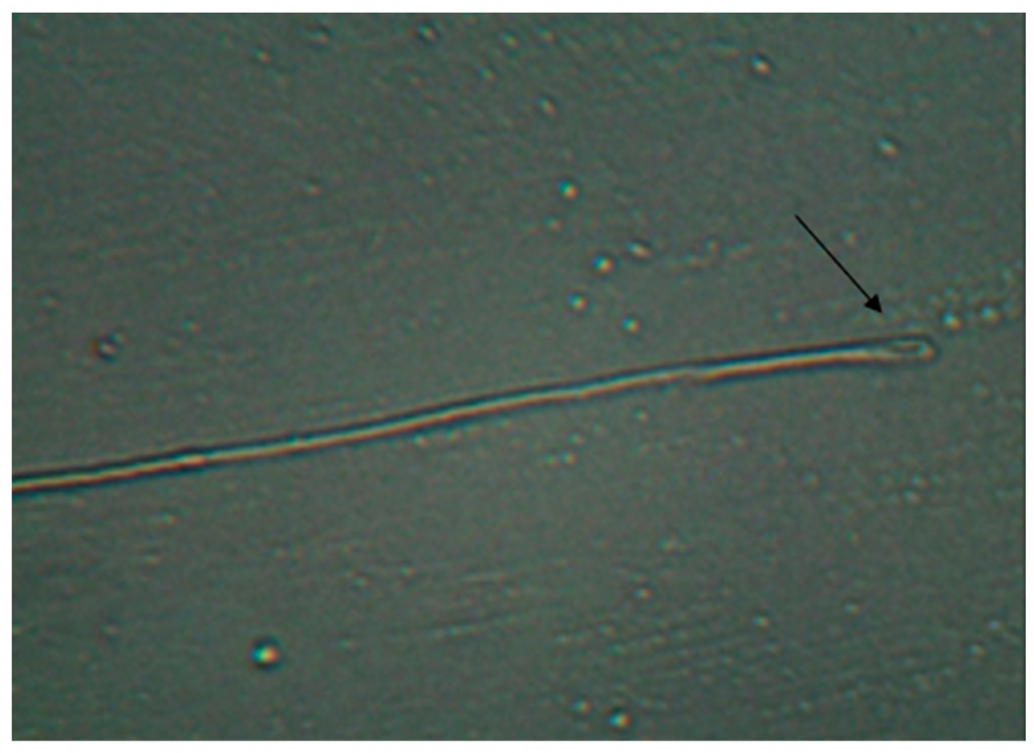 Vetsci 11 00004 g002 Vetsci 11 00004 g002