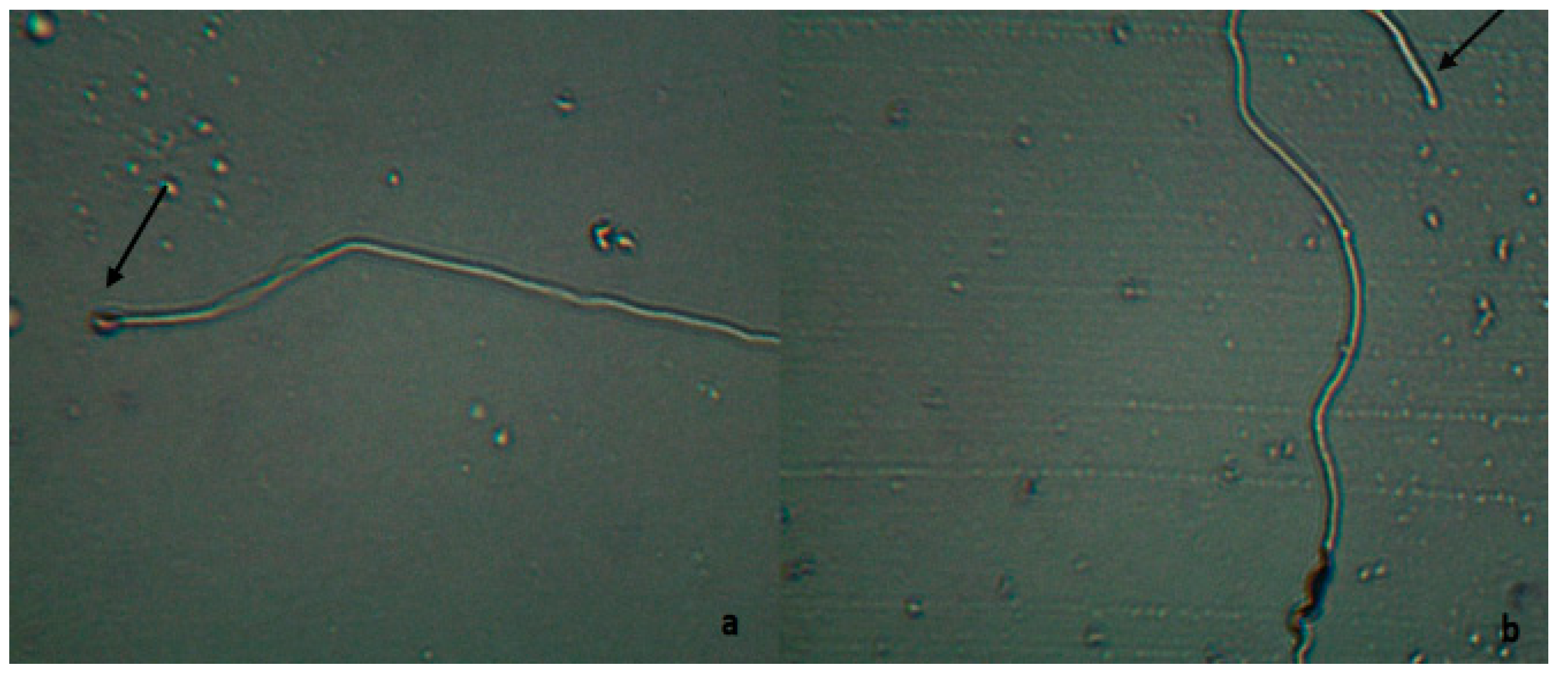 Vetsci 11 00004 g003 Vetsci 11 00004 g003