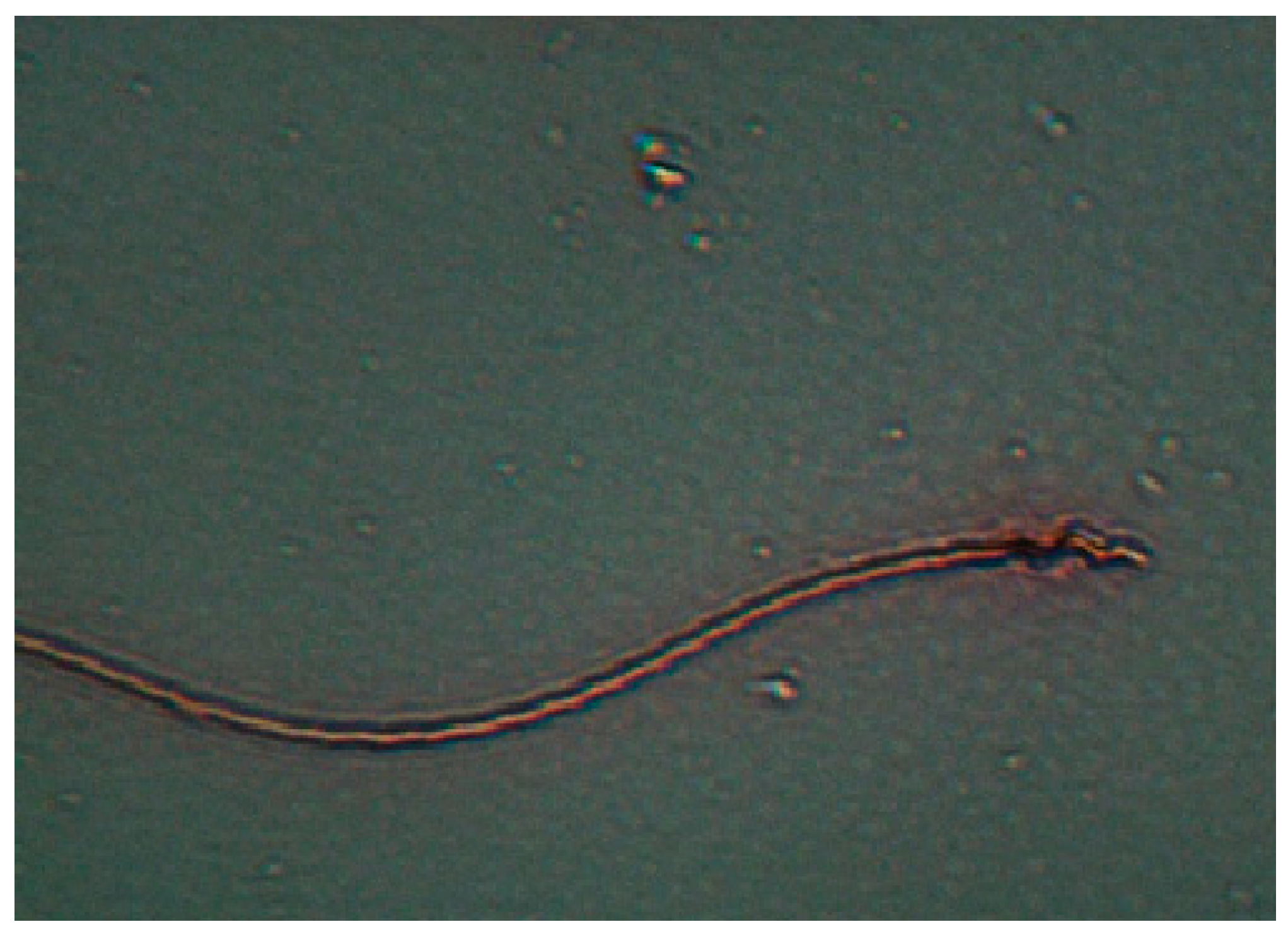 Vetsci 11 00004 g004 Vetsci 11 00004 g004