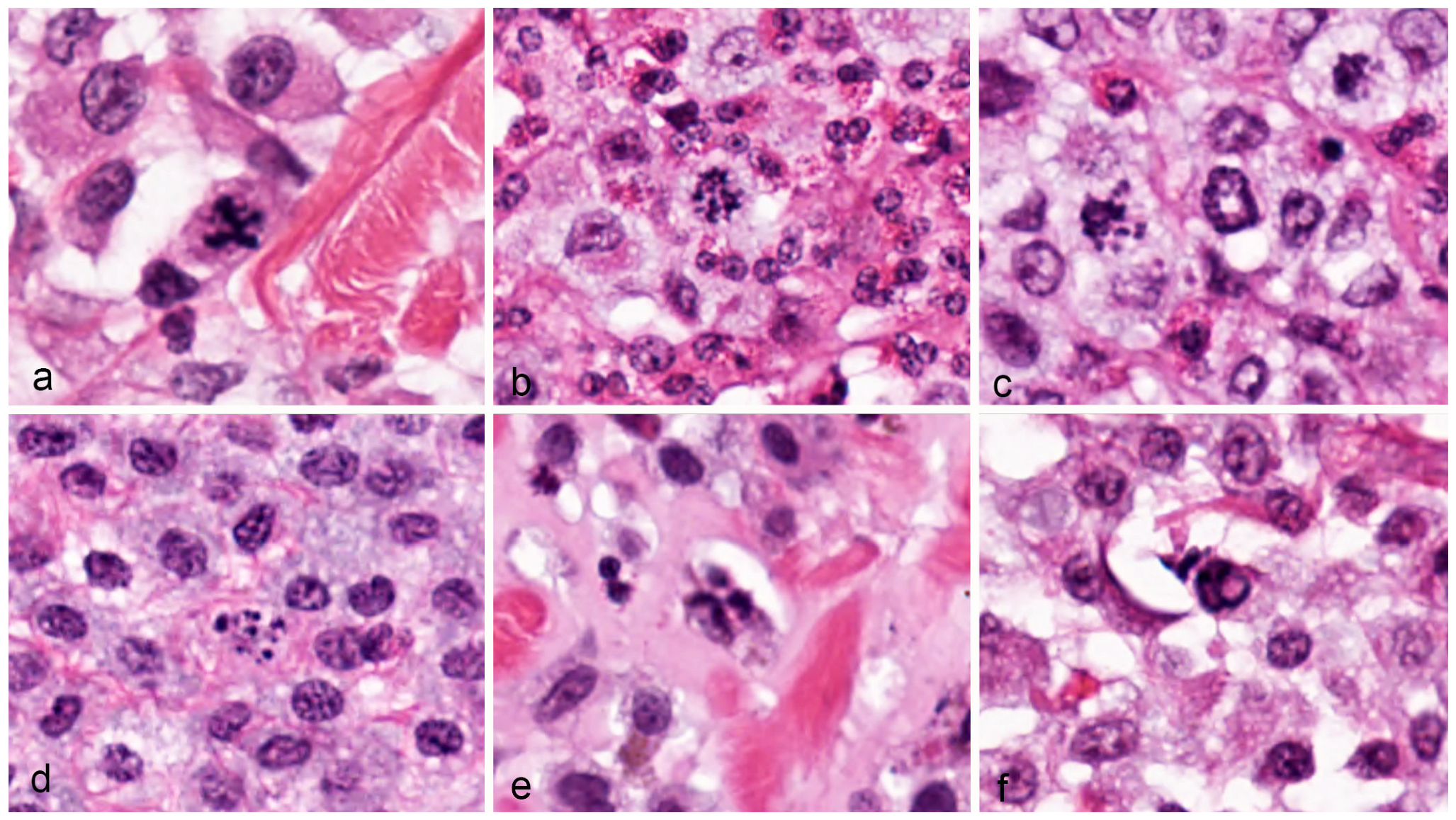 Vetsci 11 00005 g004