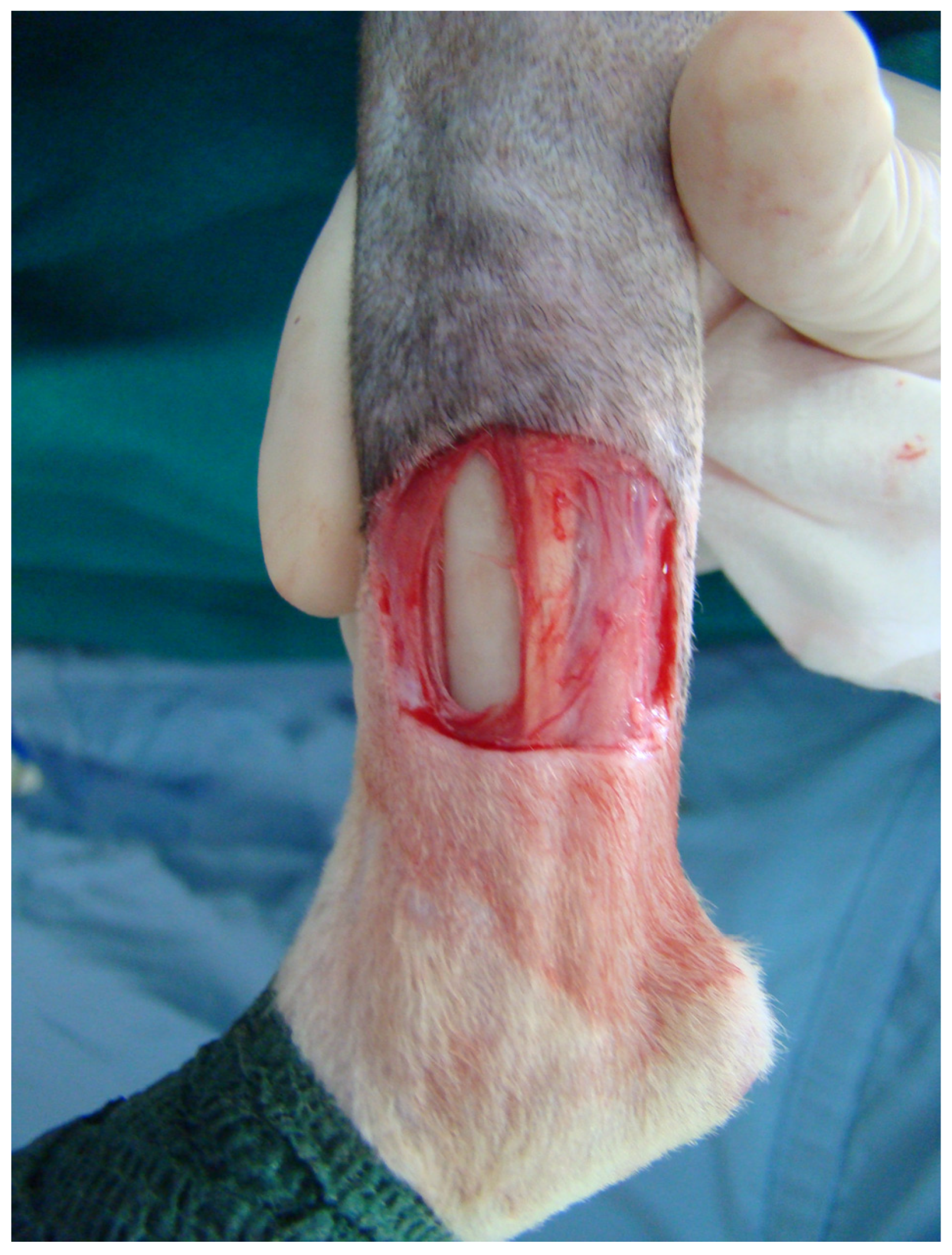 Vetsci 11 00006 g001