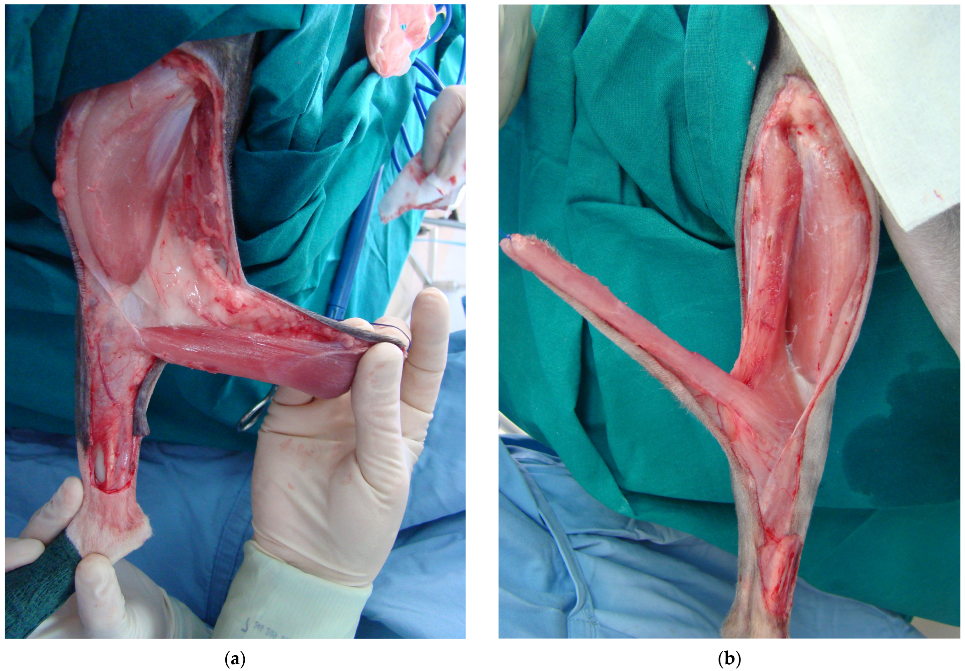 Vetsci 11 00006 g002