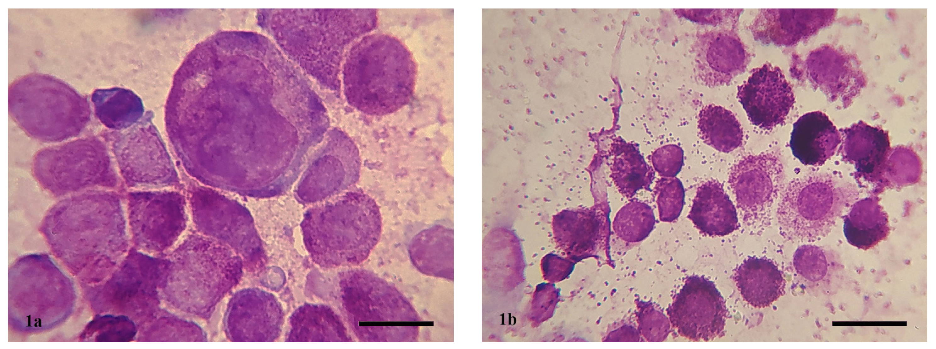 Vetsci 11 00023 g001