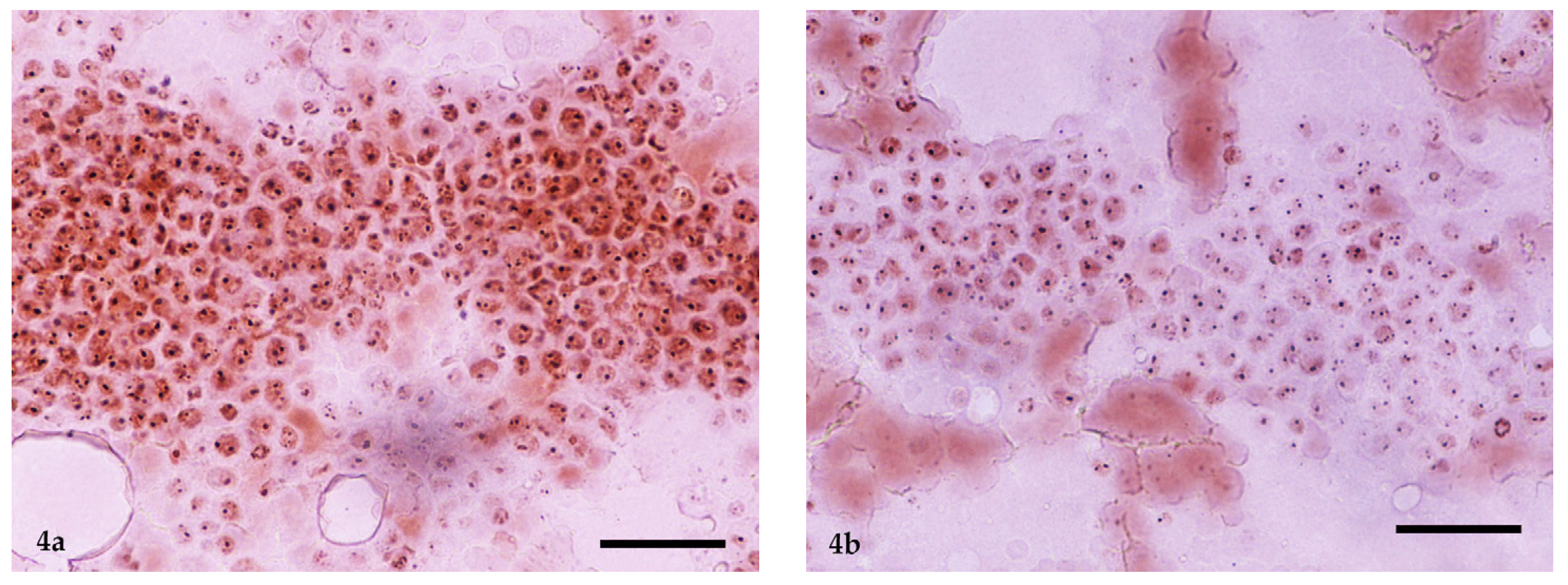 Vetsci 11 00023 g004