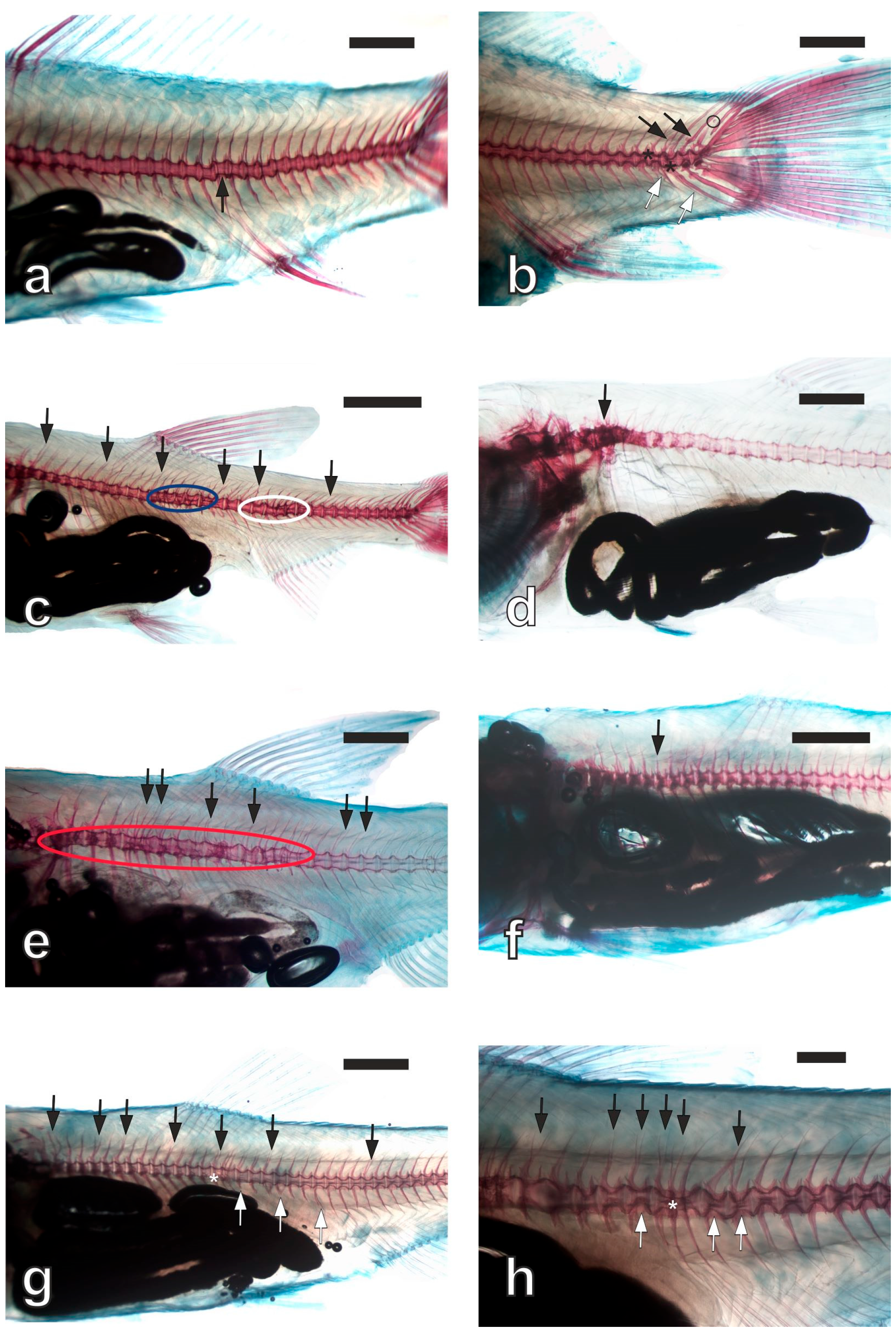 Vetsci 11 00030 g001