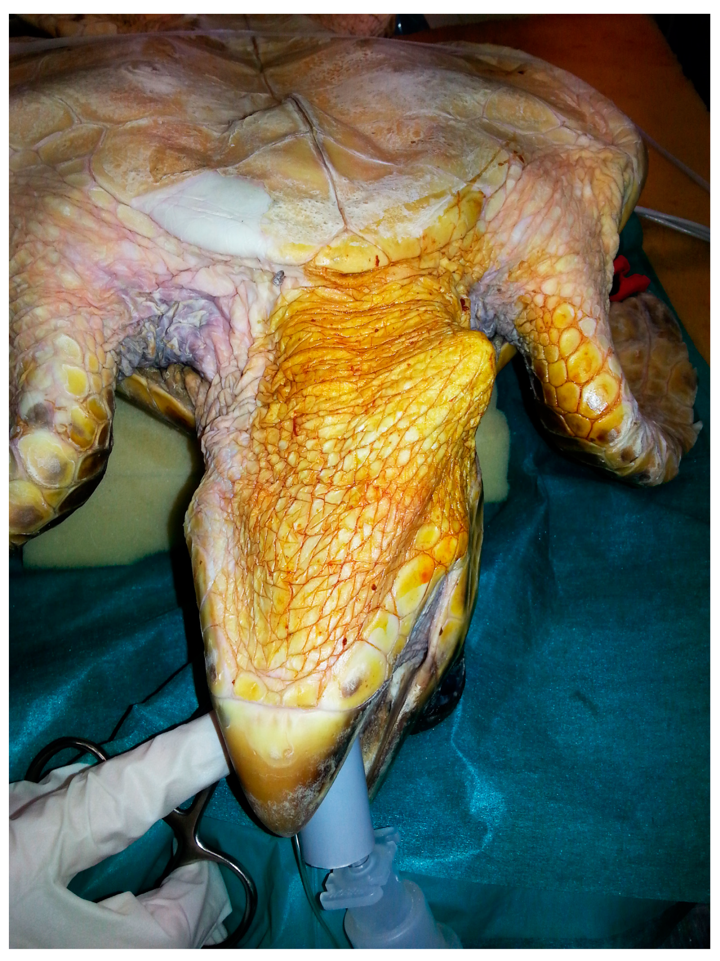 Vetsci 11 00035 g001