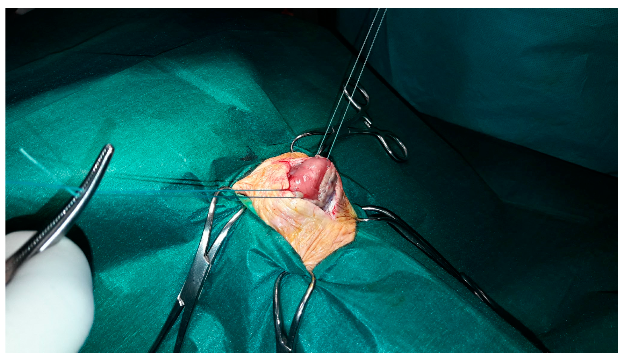 Vetsci 11 00035 g002