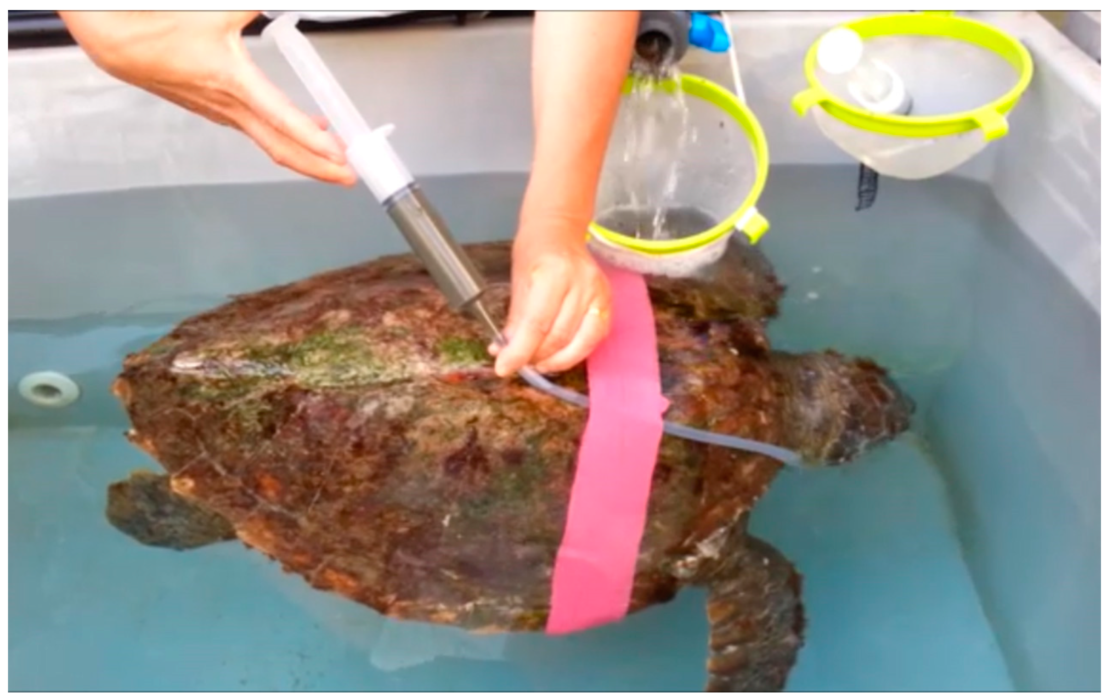 Vetsci 11 00035 g005