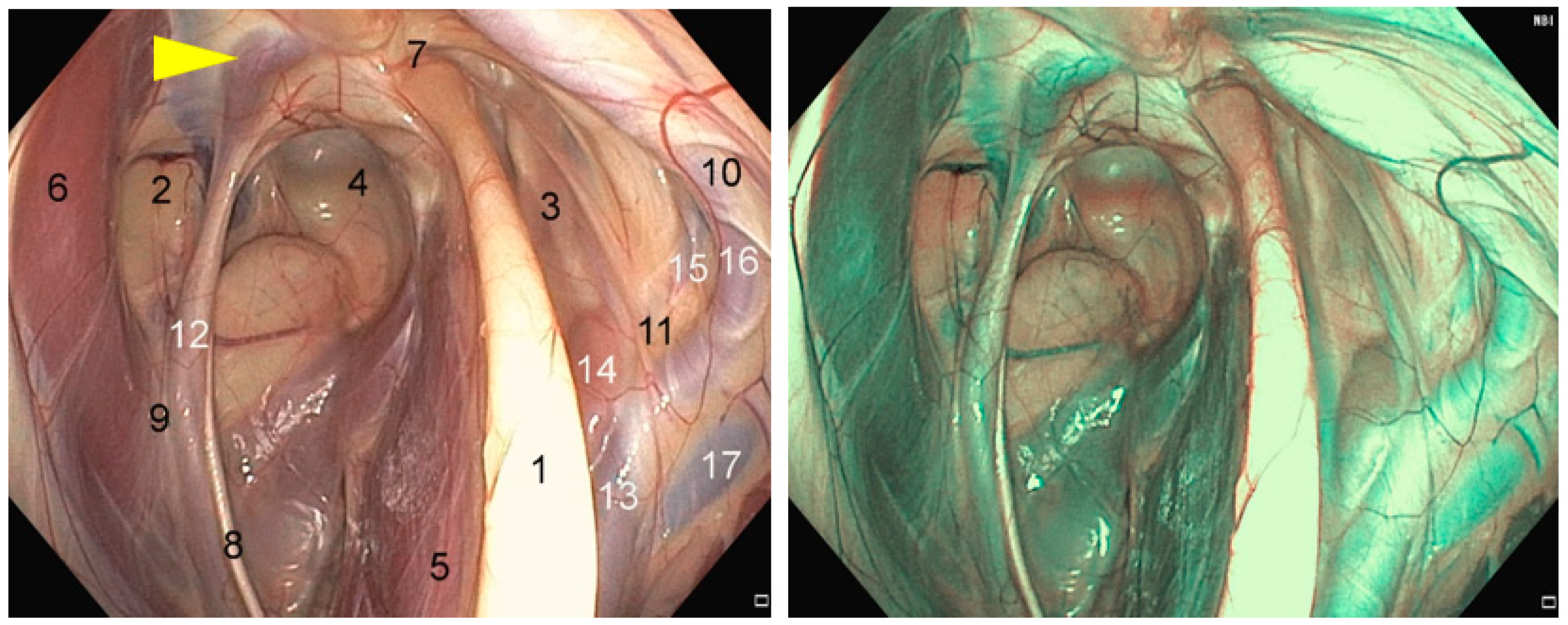 Vetsci 11 00041 g002