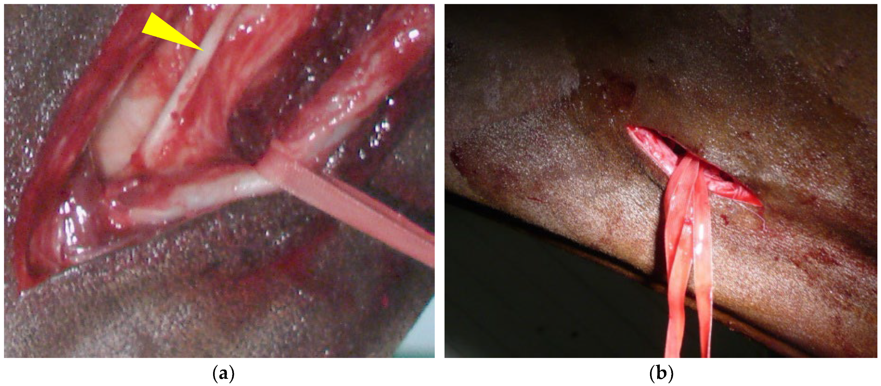 Vetsci 11 00041 g003