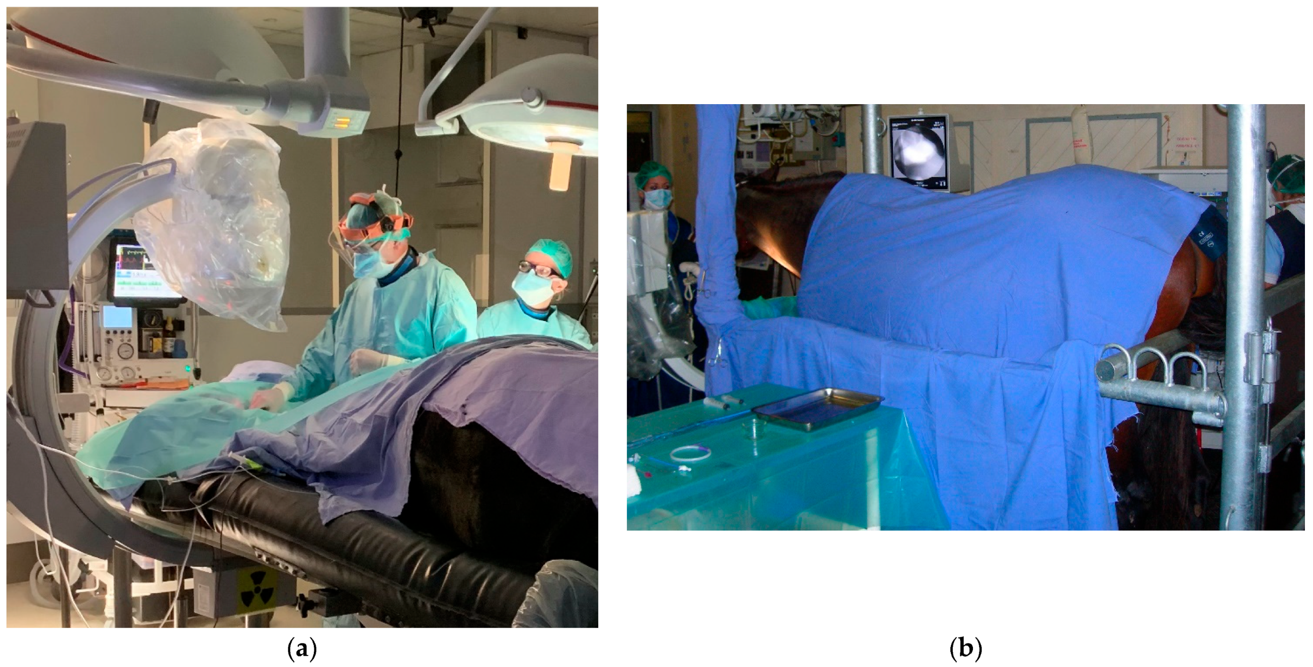 Vetsci 11 00041 g004