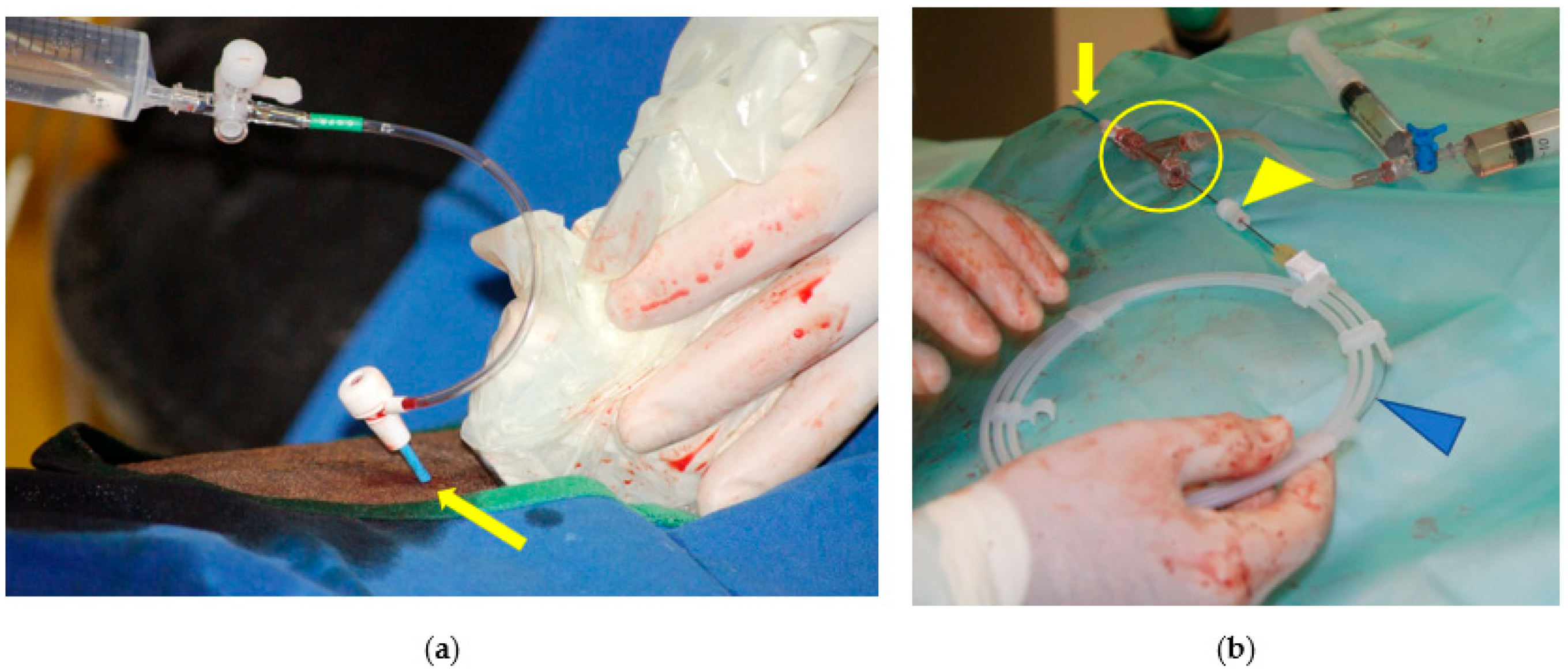 Vetsci 11 00041 g005