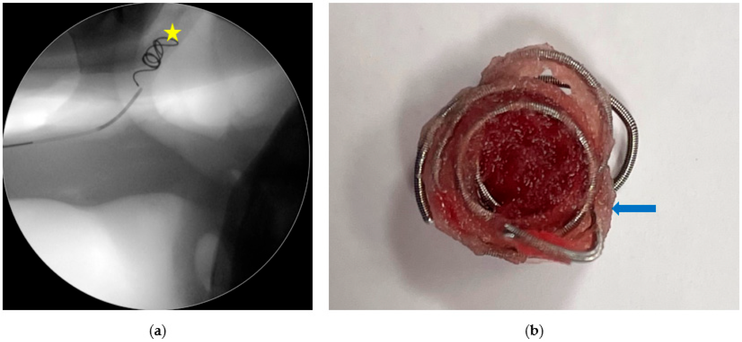 Vetsci 11 00041 g006