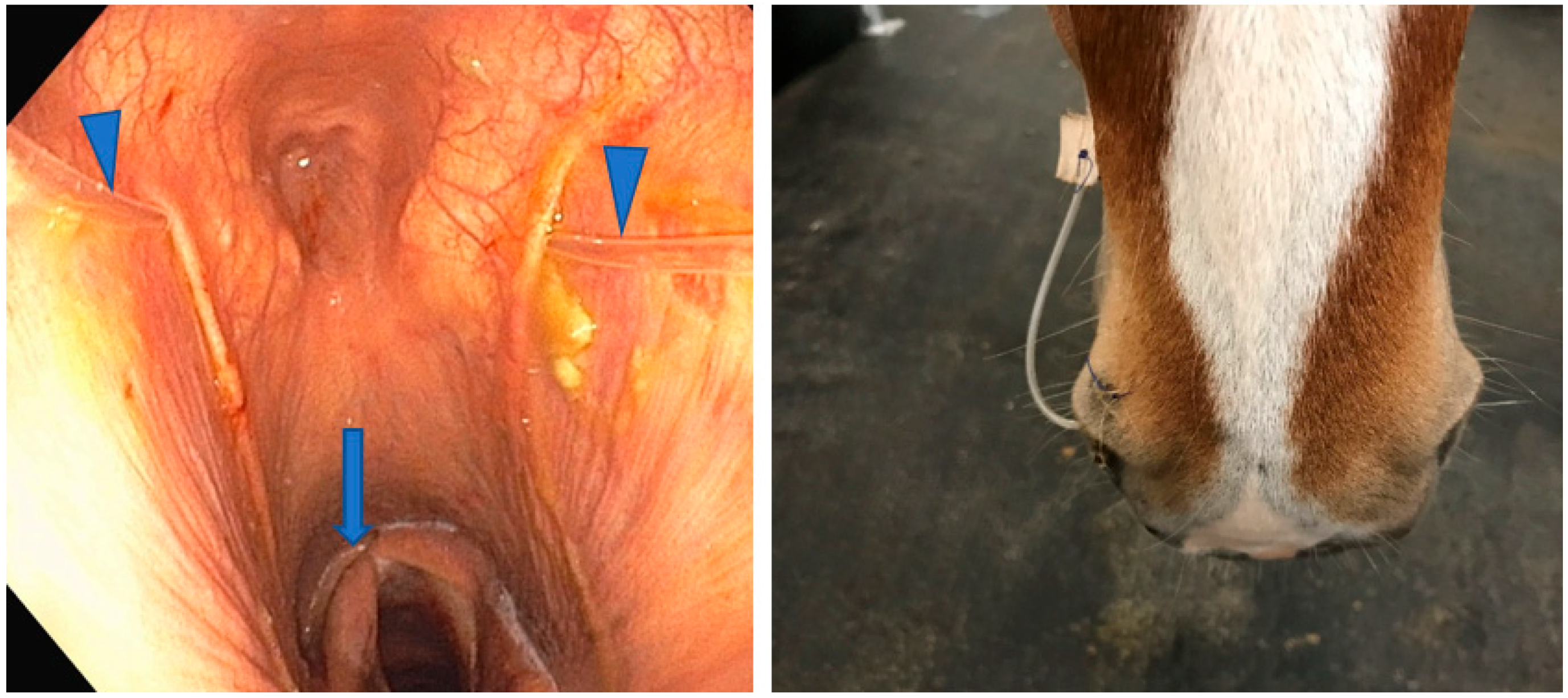 Vetsci 11 00041 g008