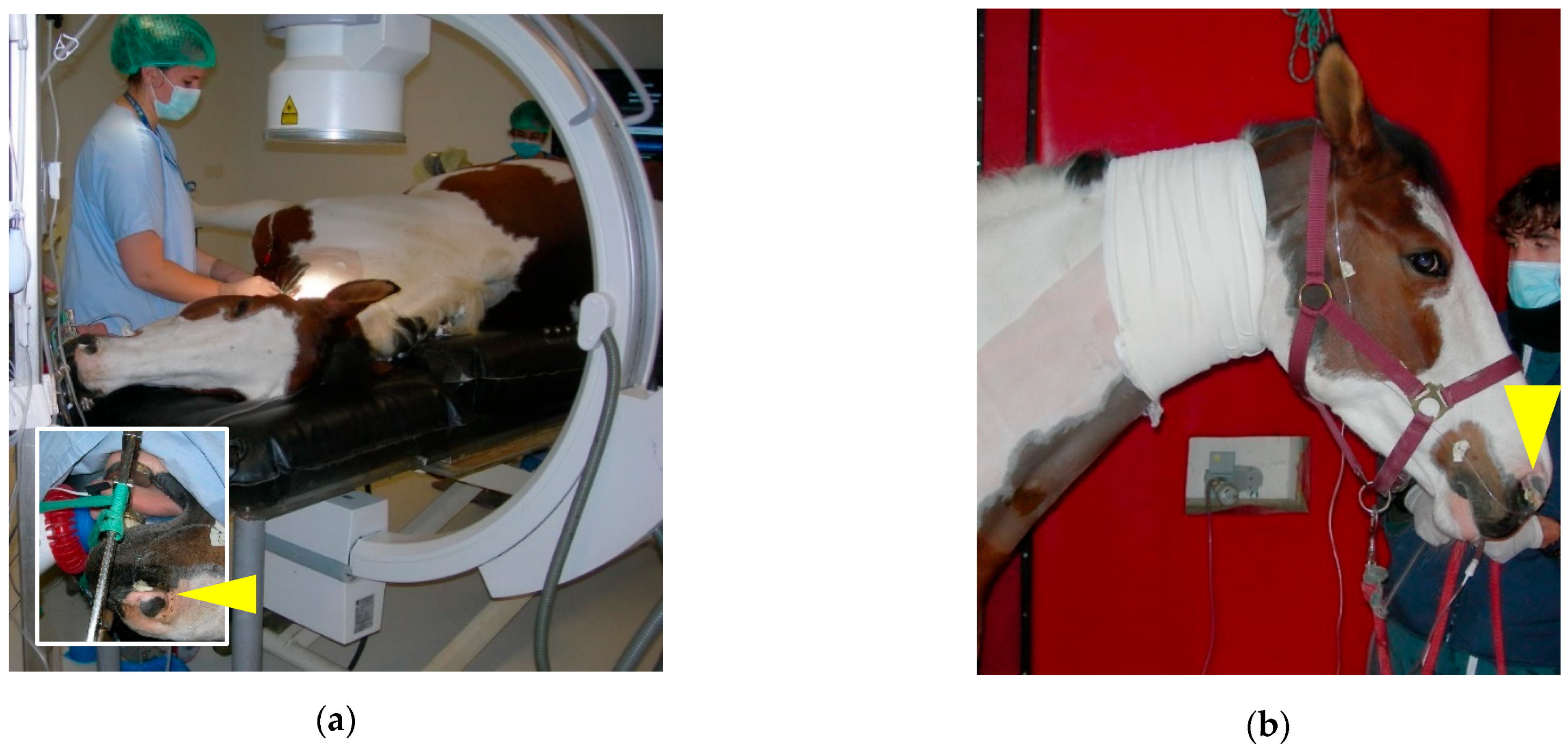 Vetsci 11 00041 g009