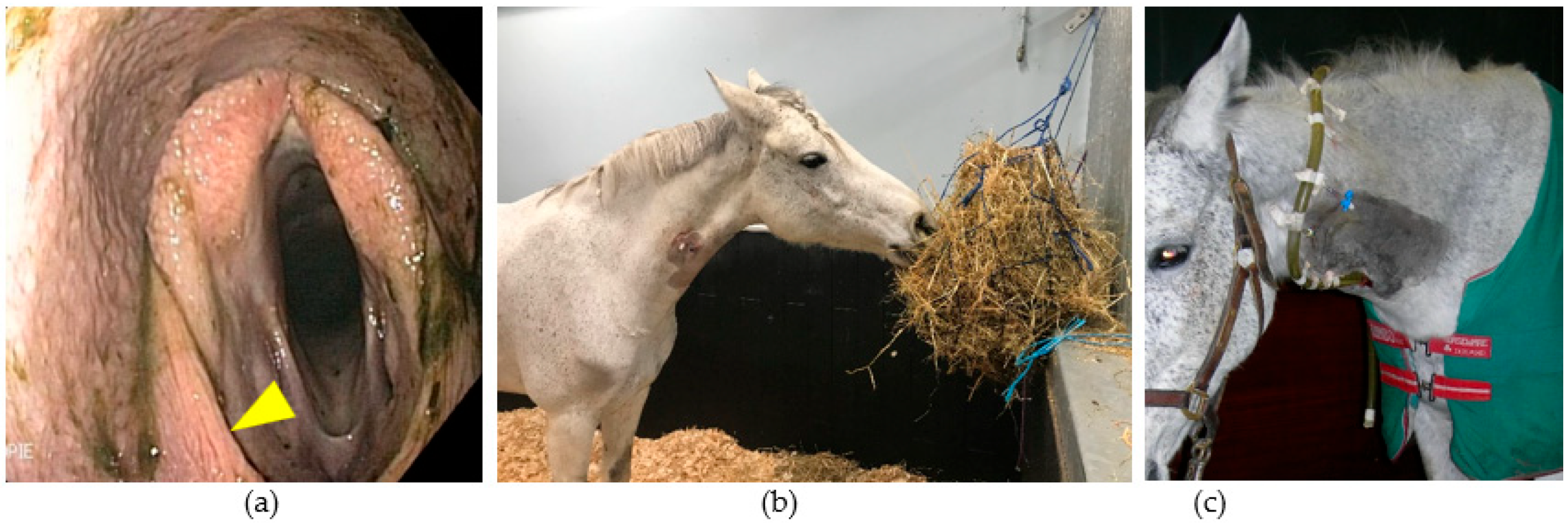 Vetsci 11 00041 g011