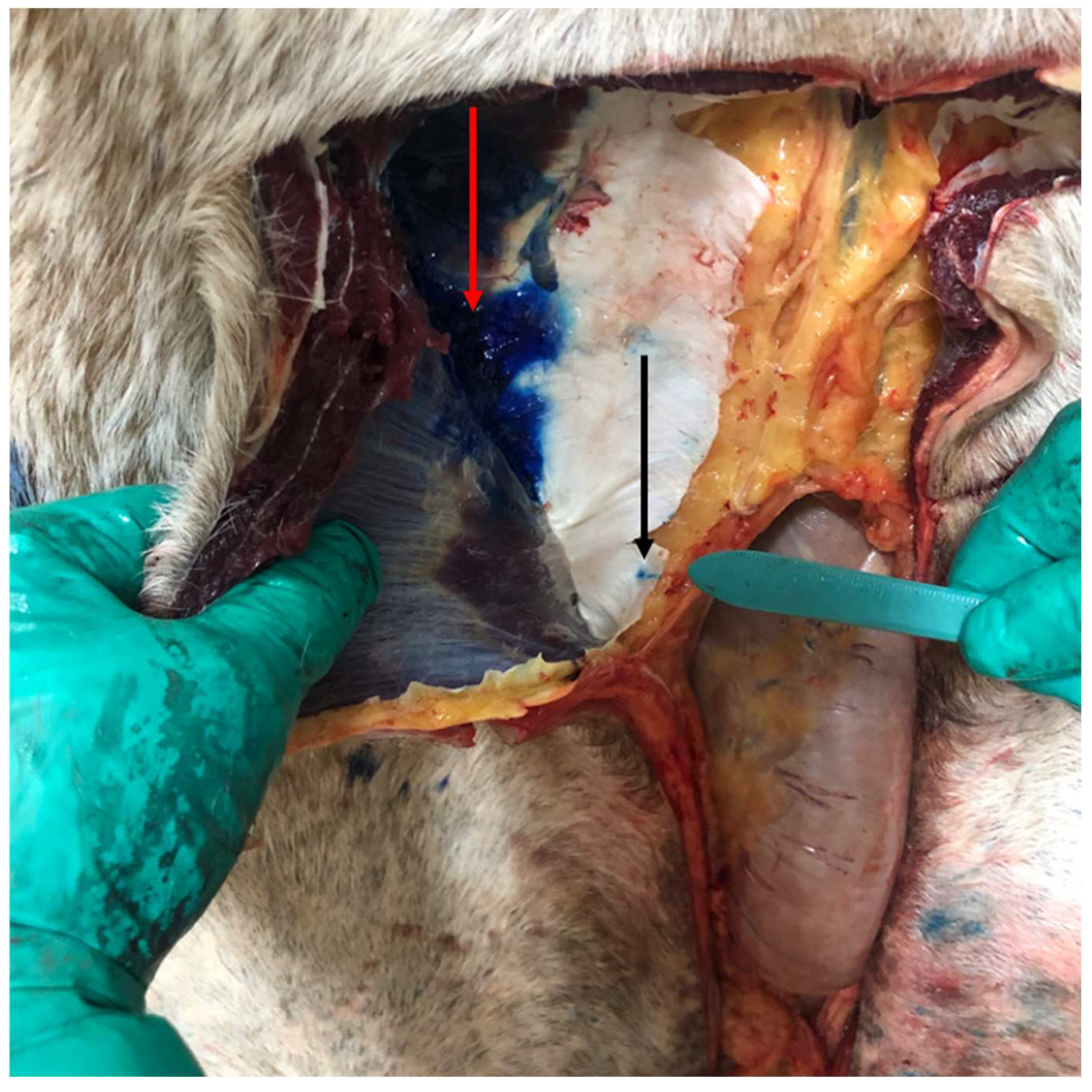 Vetsci 11 00051 g001