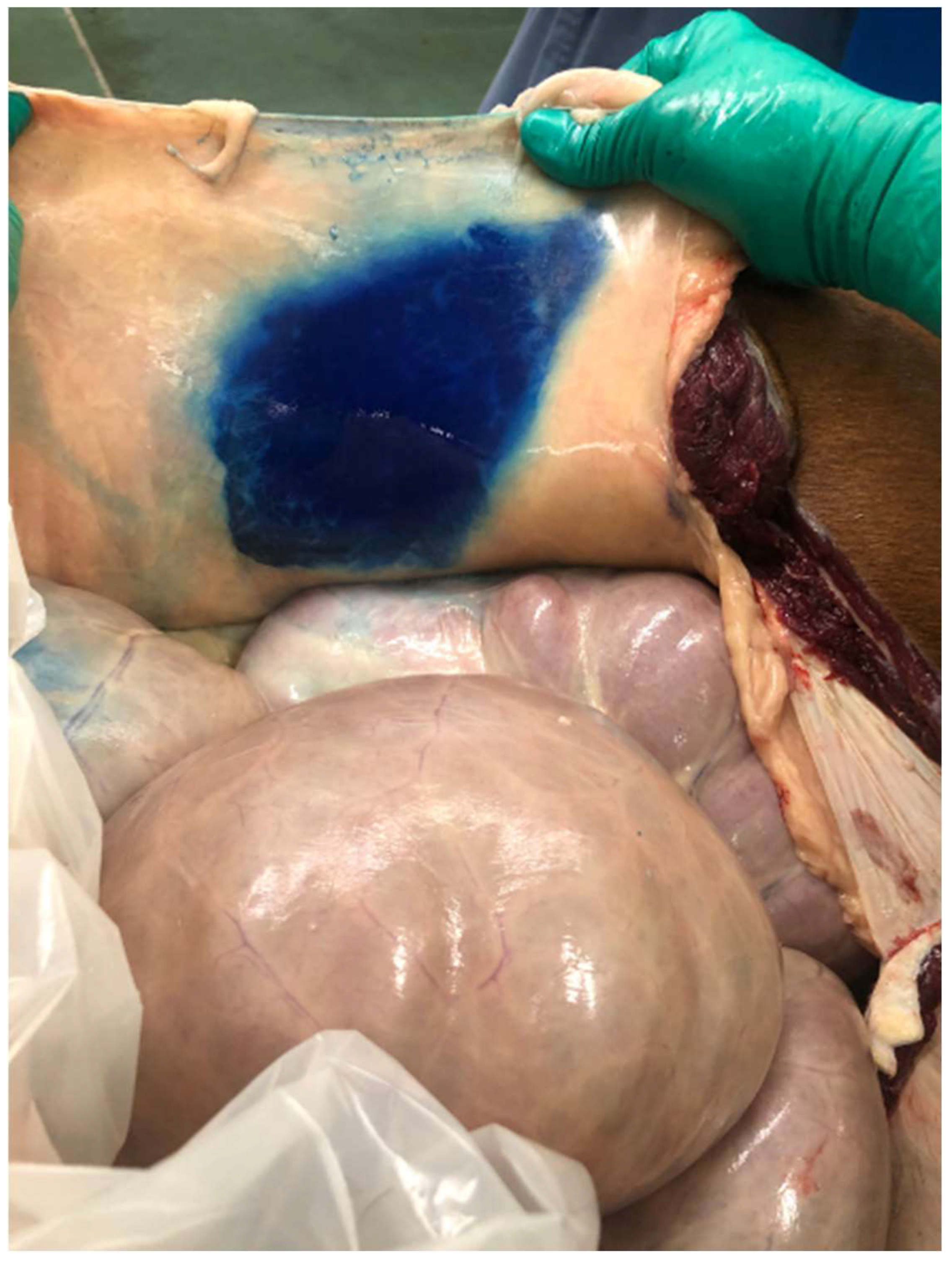 Vetsci 11 00051 g004