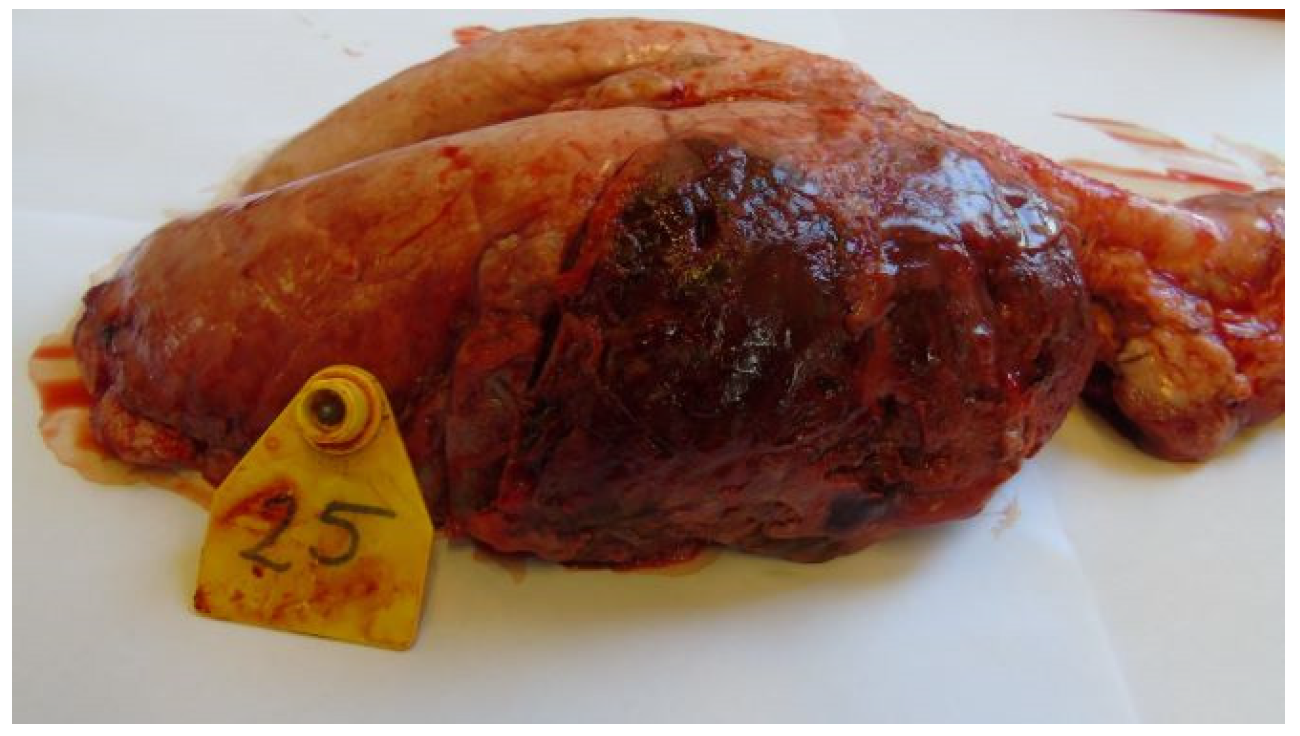 Vetsci 11 00062 g001