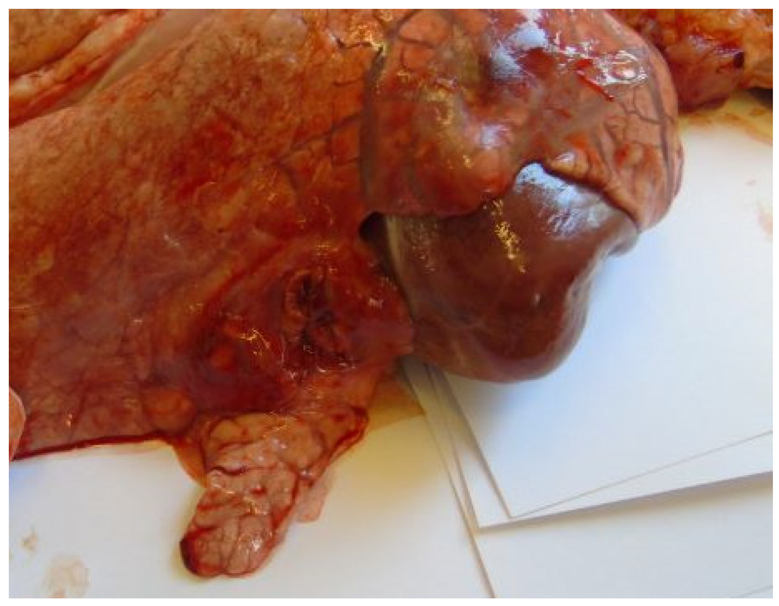 Vetsci 11 00062 g002