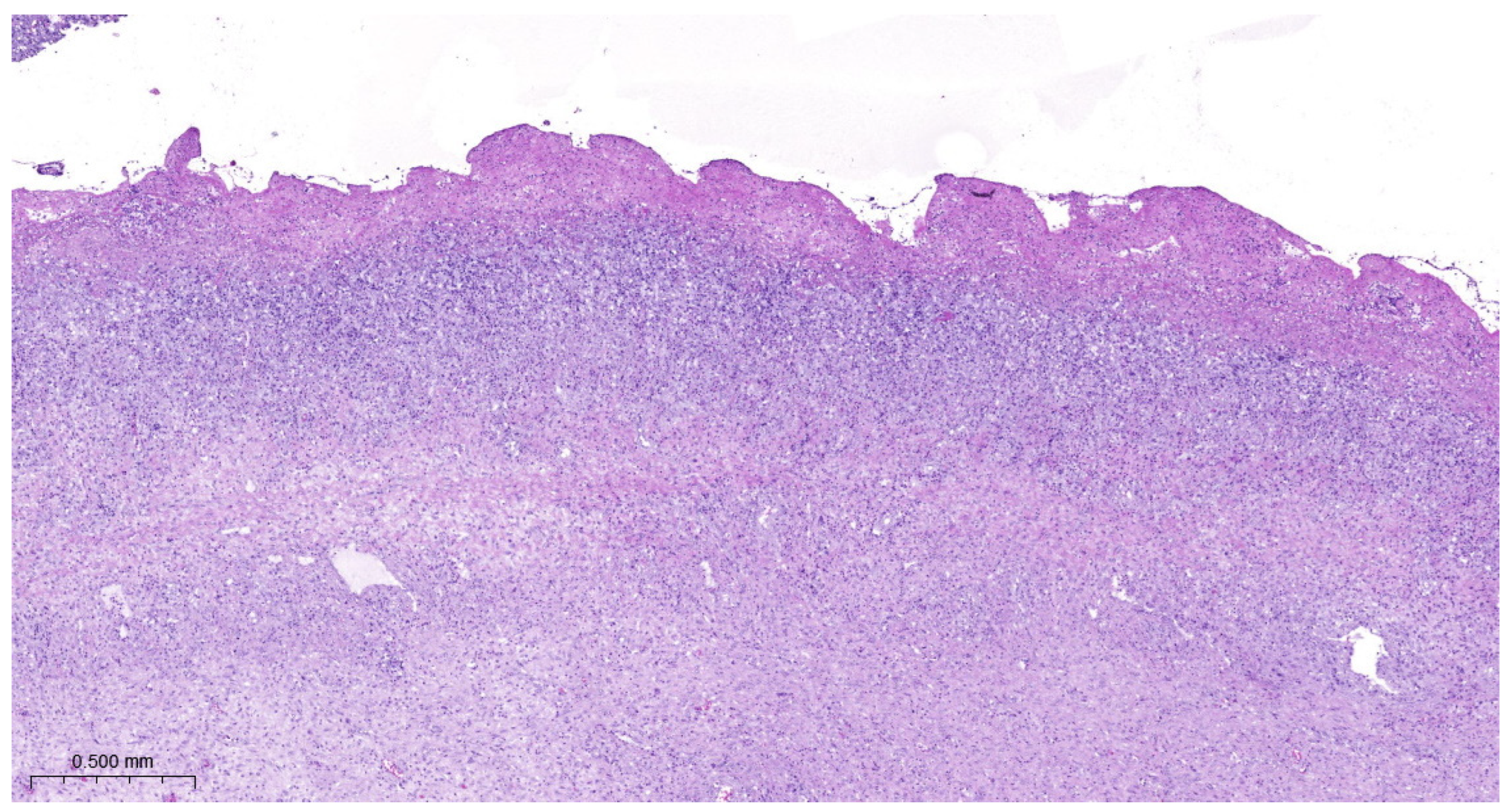 Vetsci 11 00062 g003