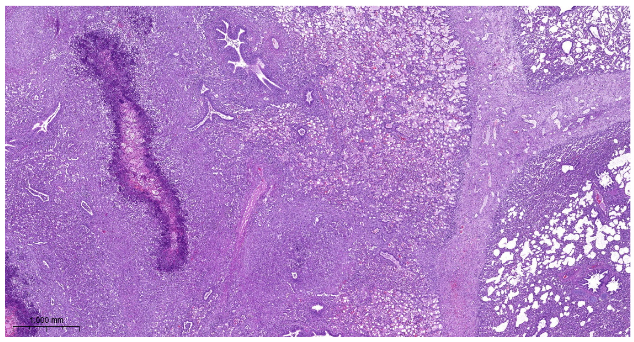 Vetsci 11 00062 g004