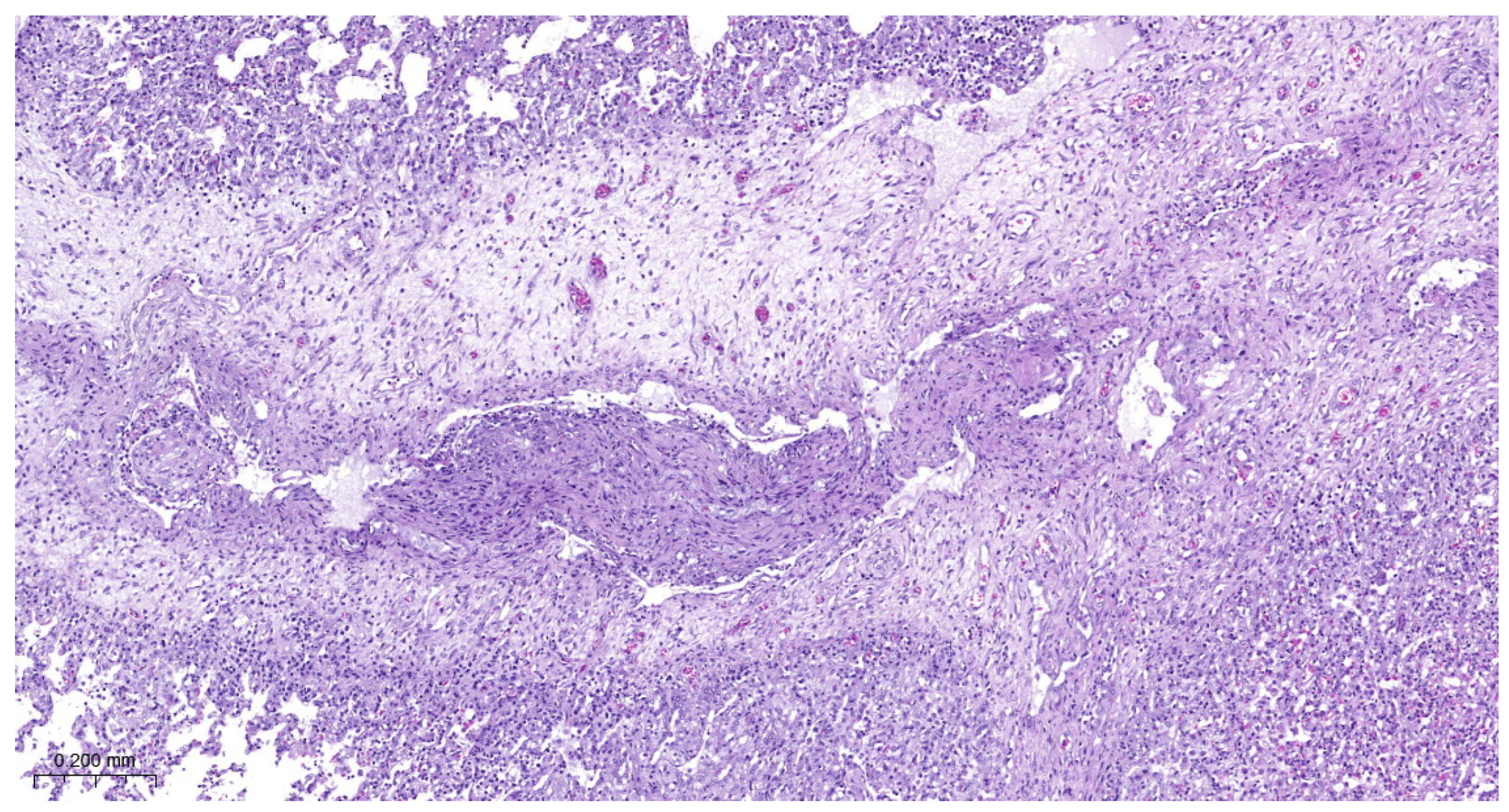 Vetsci 11 00062 g006