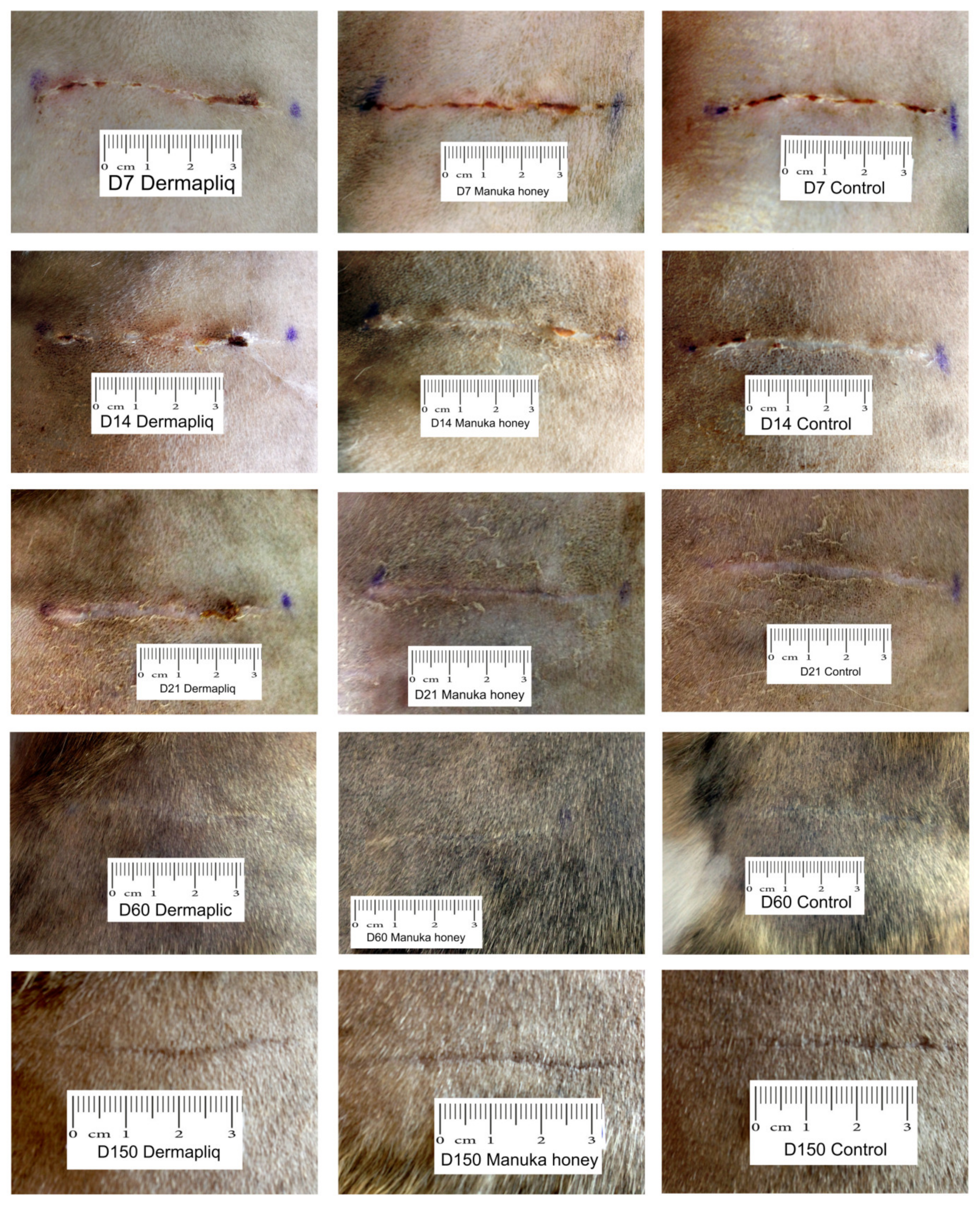 Vetsci 11 00064 g003 Vetsci 11 00064 g003