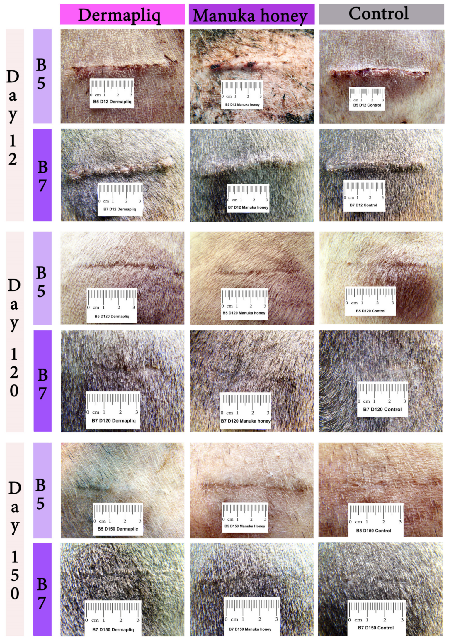 Vetsci 11 00064 g004 Vetsci 11 00064 g004