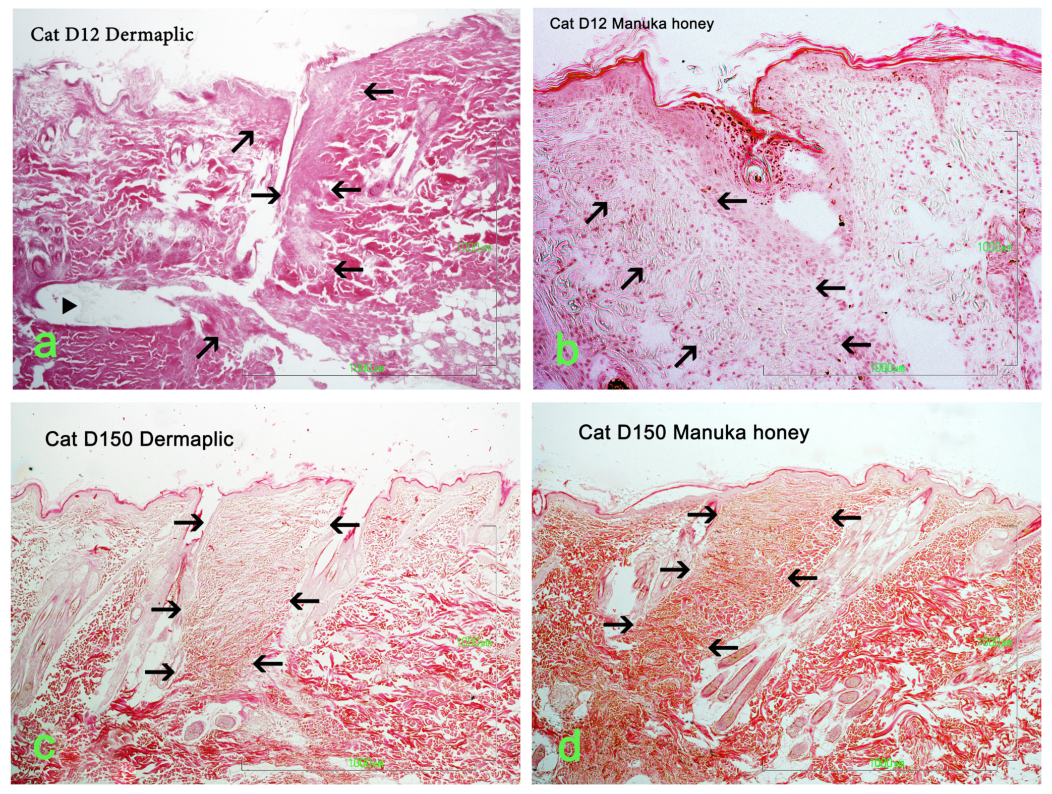 Vetsci 11 00064 g015 Vetsci 11 00064 g015