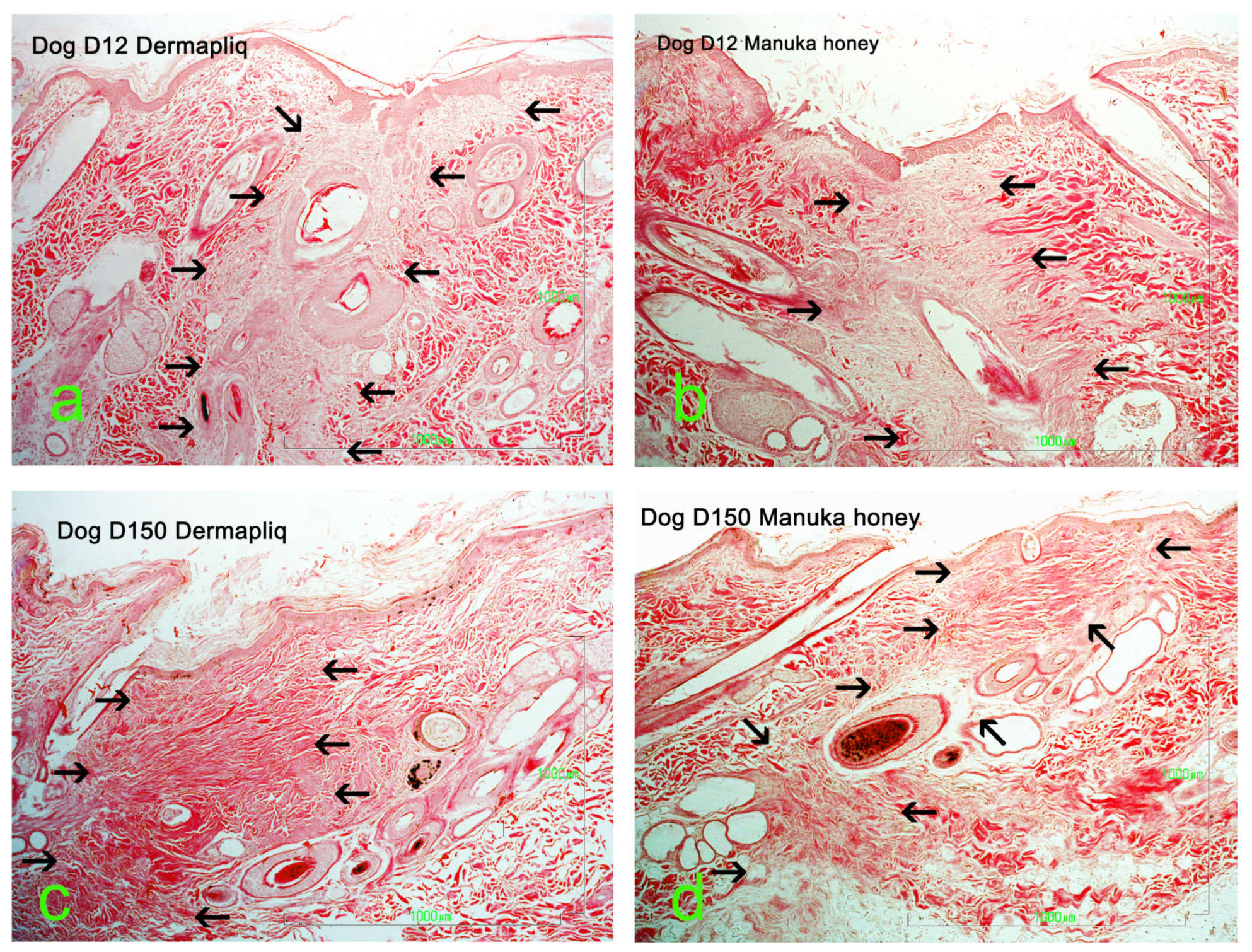 Vetsci 11 00064 g016 Vetsci 11 00064 g016