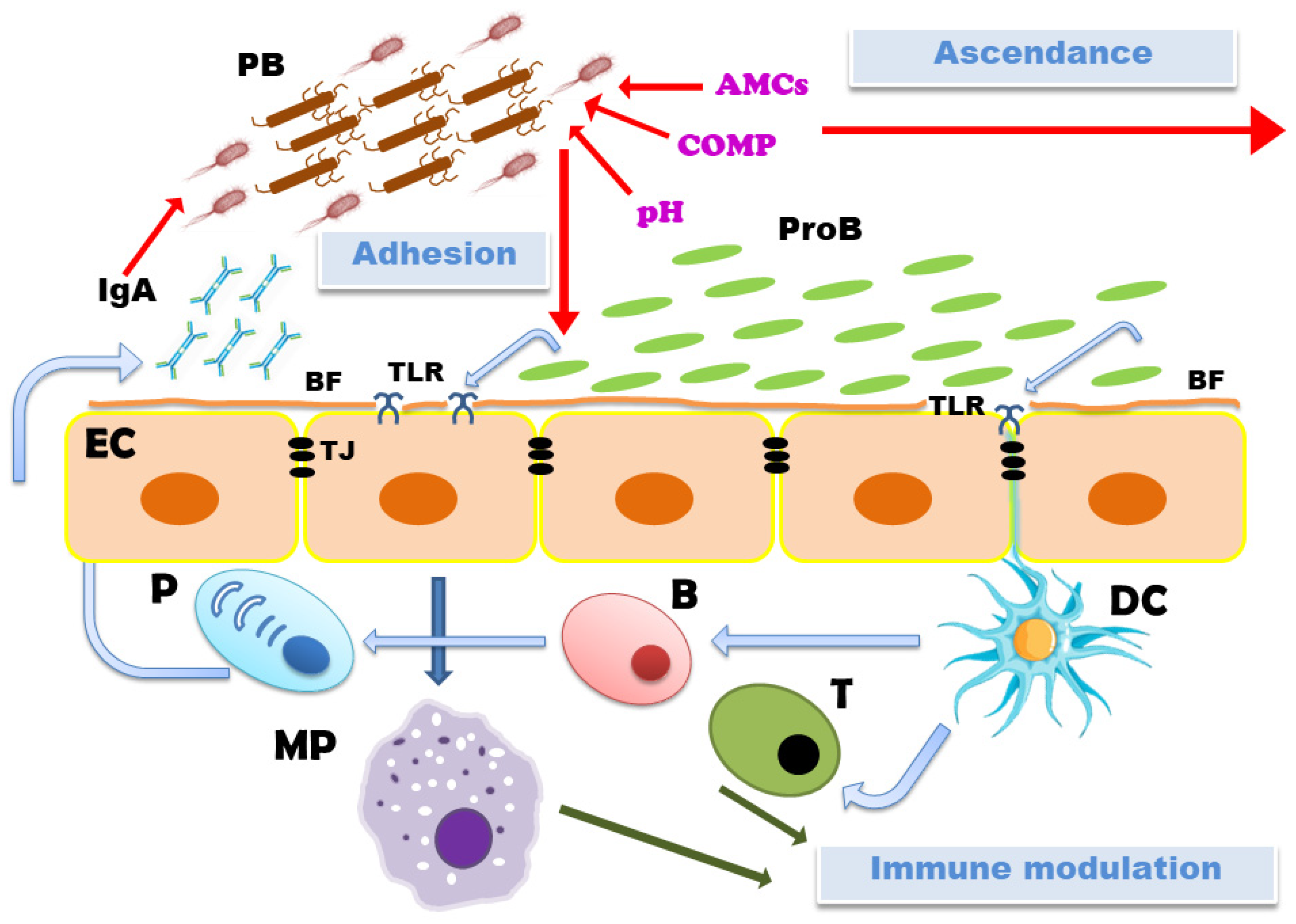 Vetsci 11 00066 g002
