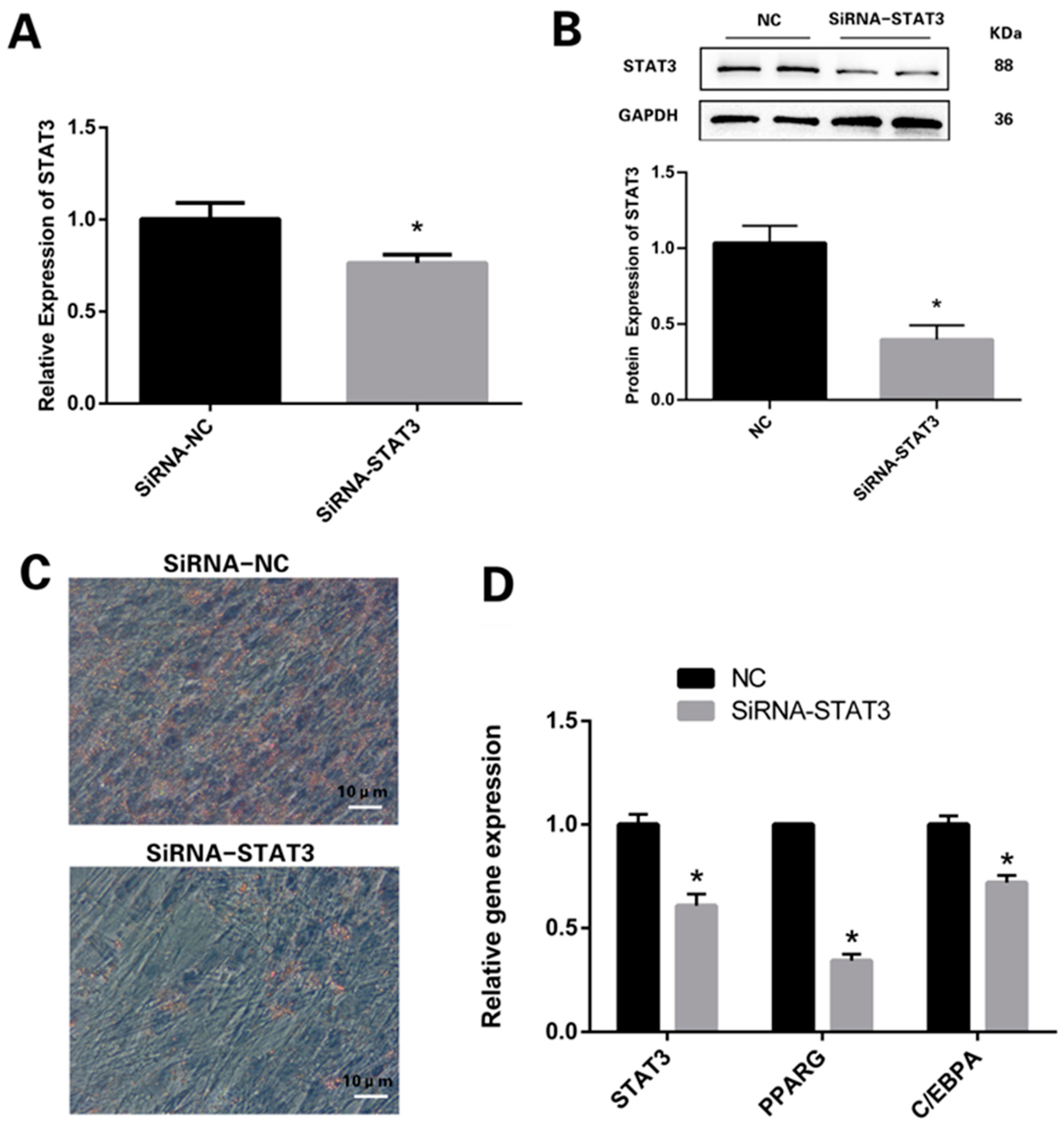 Vetsci 11 00070 g002