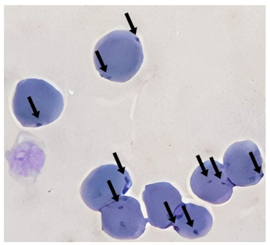 Prevalence and Diversity of Haemotropic Mycoplasma Species in Cats and Their Ectoparasites Fleas and Ticks