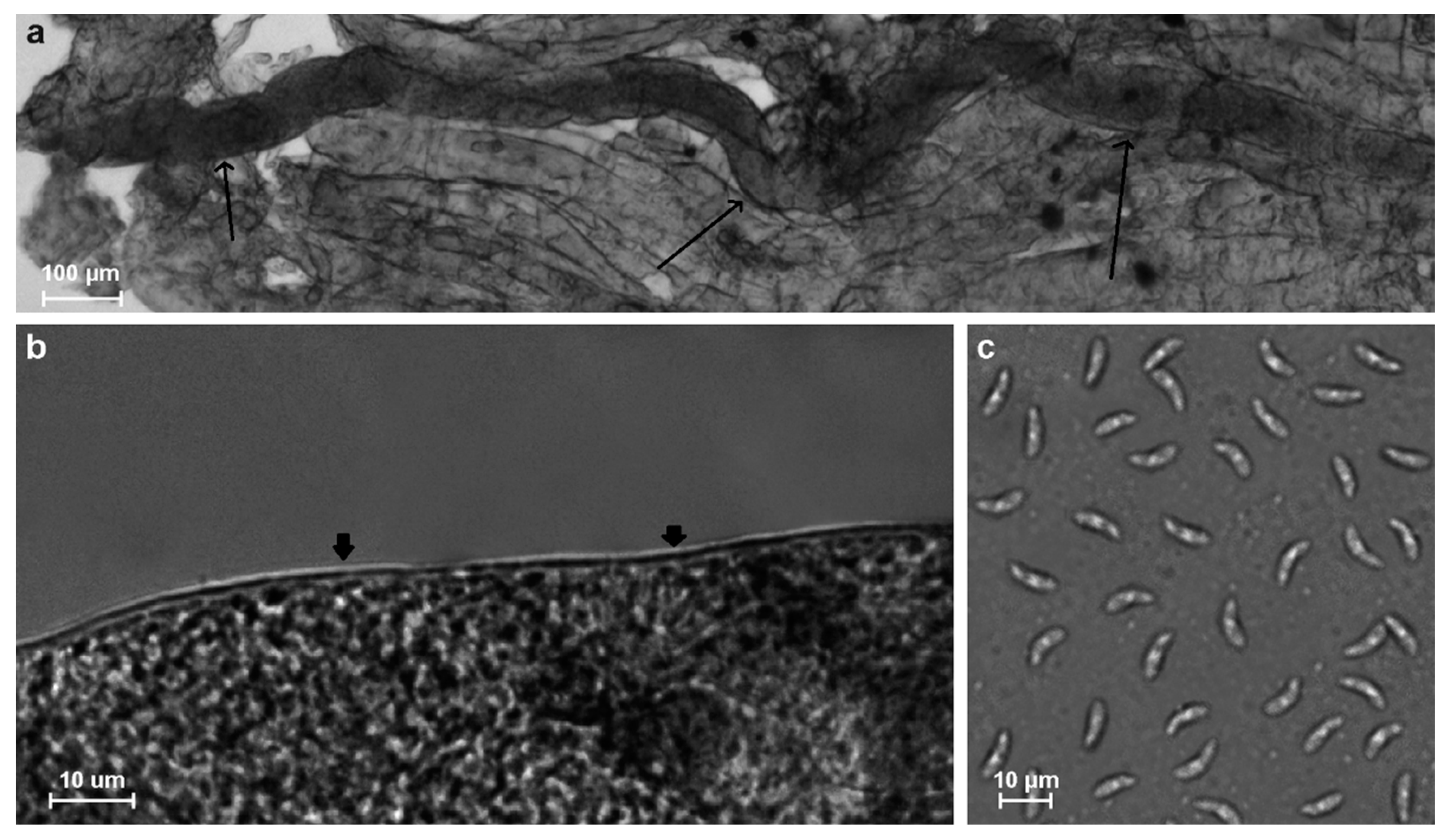 Vetsci 11 00085 g002