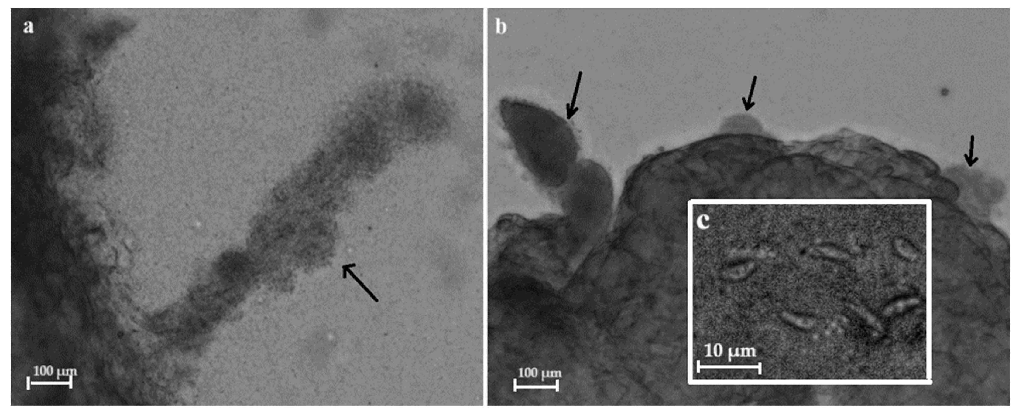 Vetsci 11 00085 g003