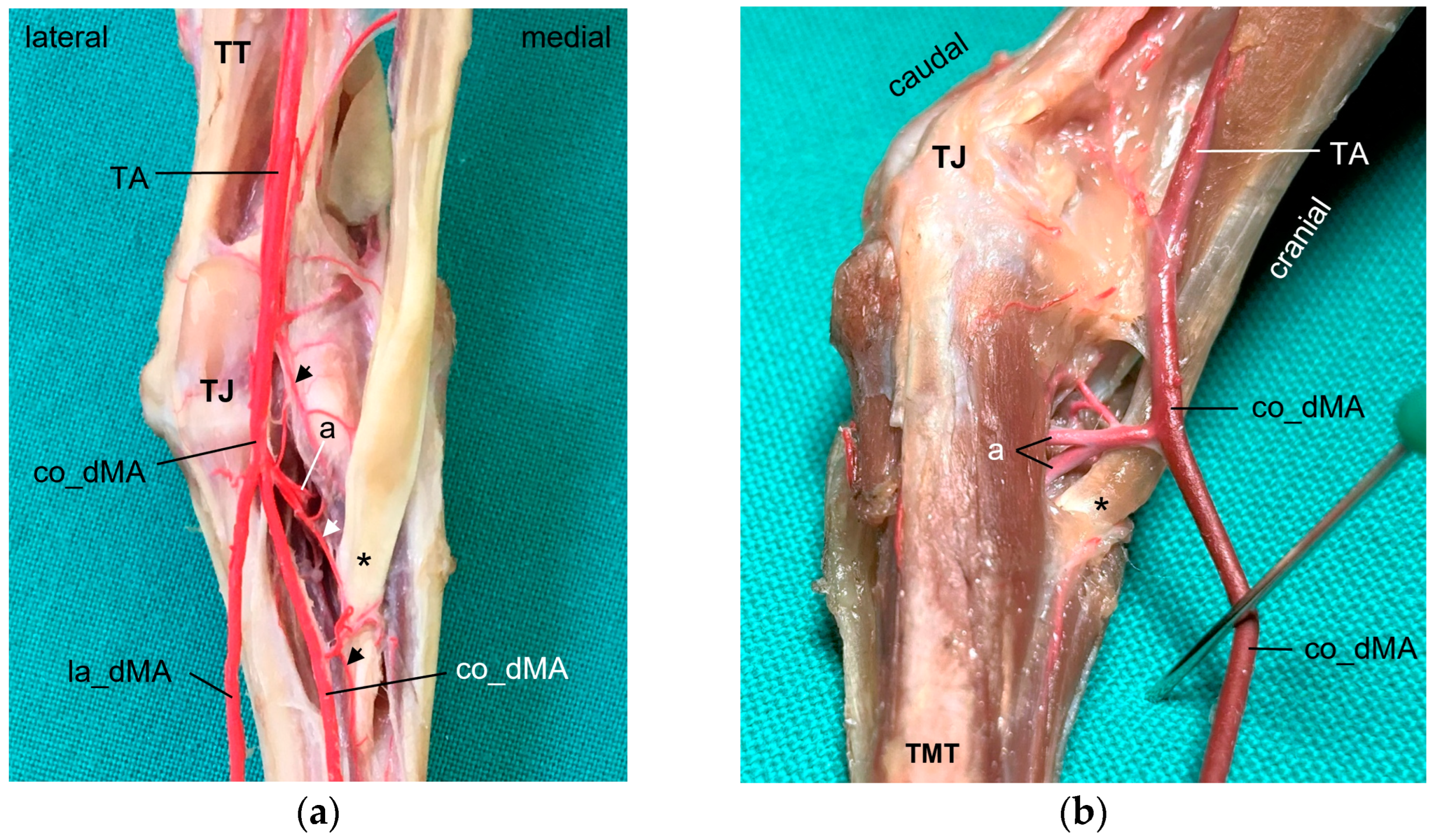 Vetsci 11 00088 g001