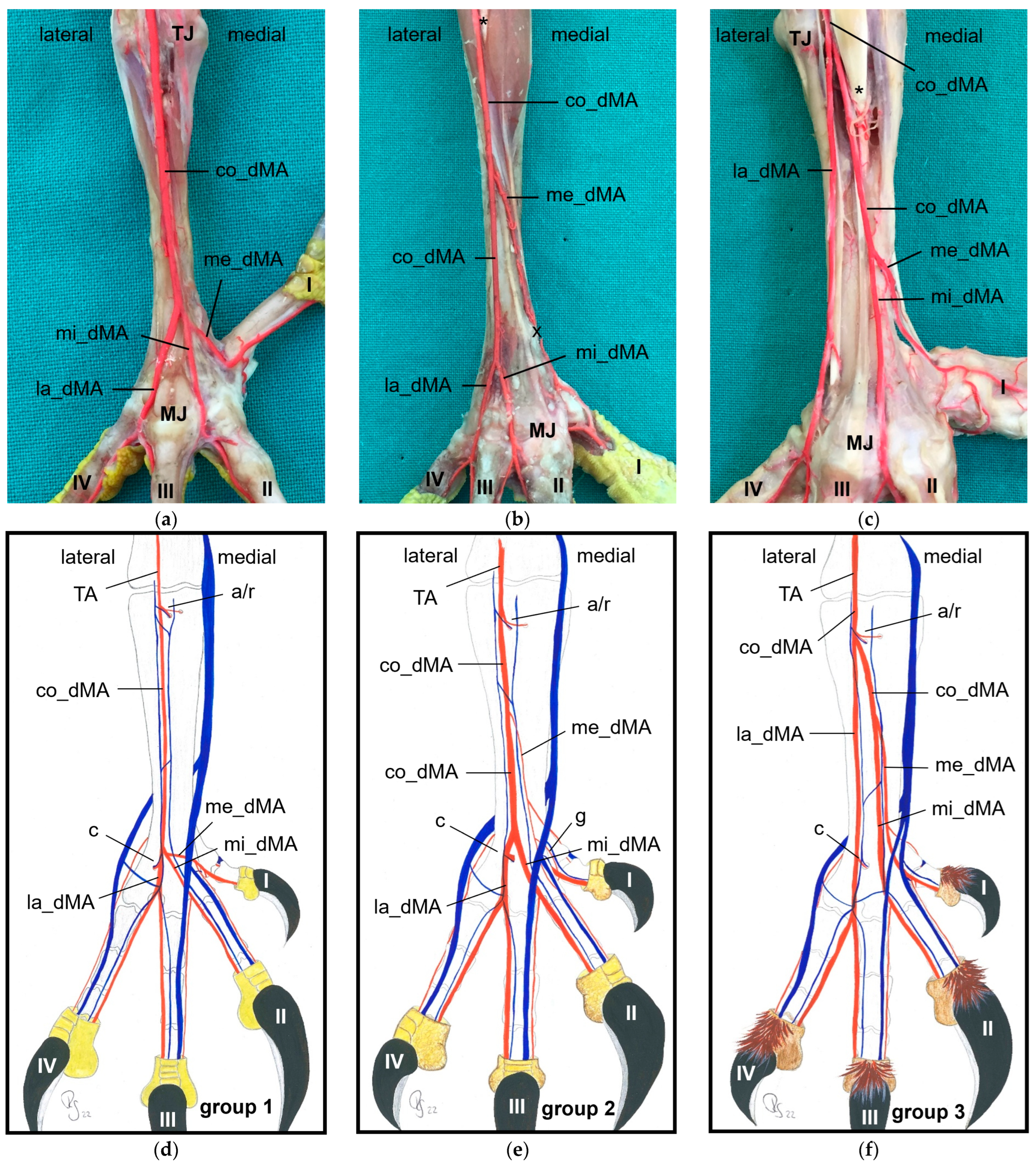 Vetsci 11 00088 g002