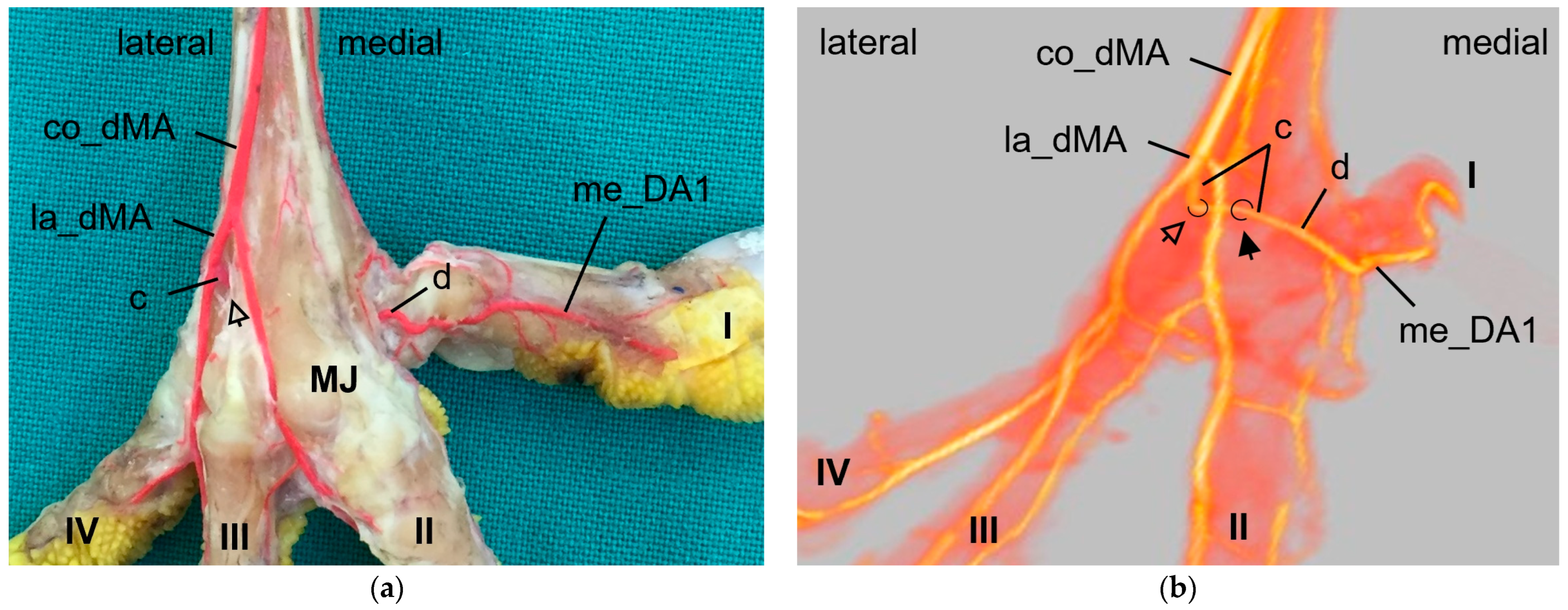 Vetsci 11 00088 g004