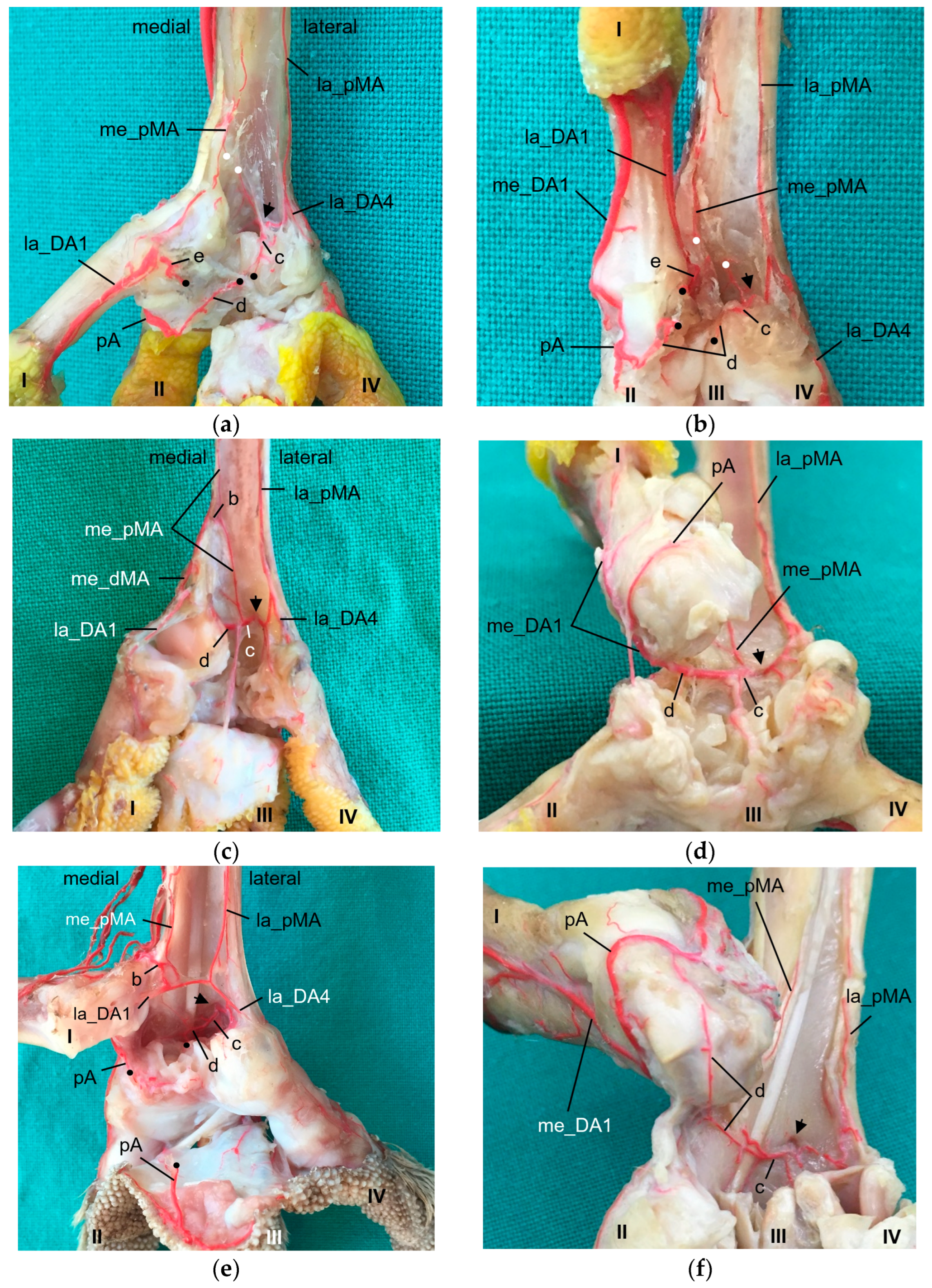 Vetsci 11 00088 g005