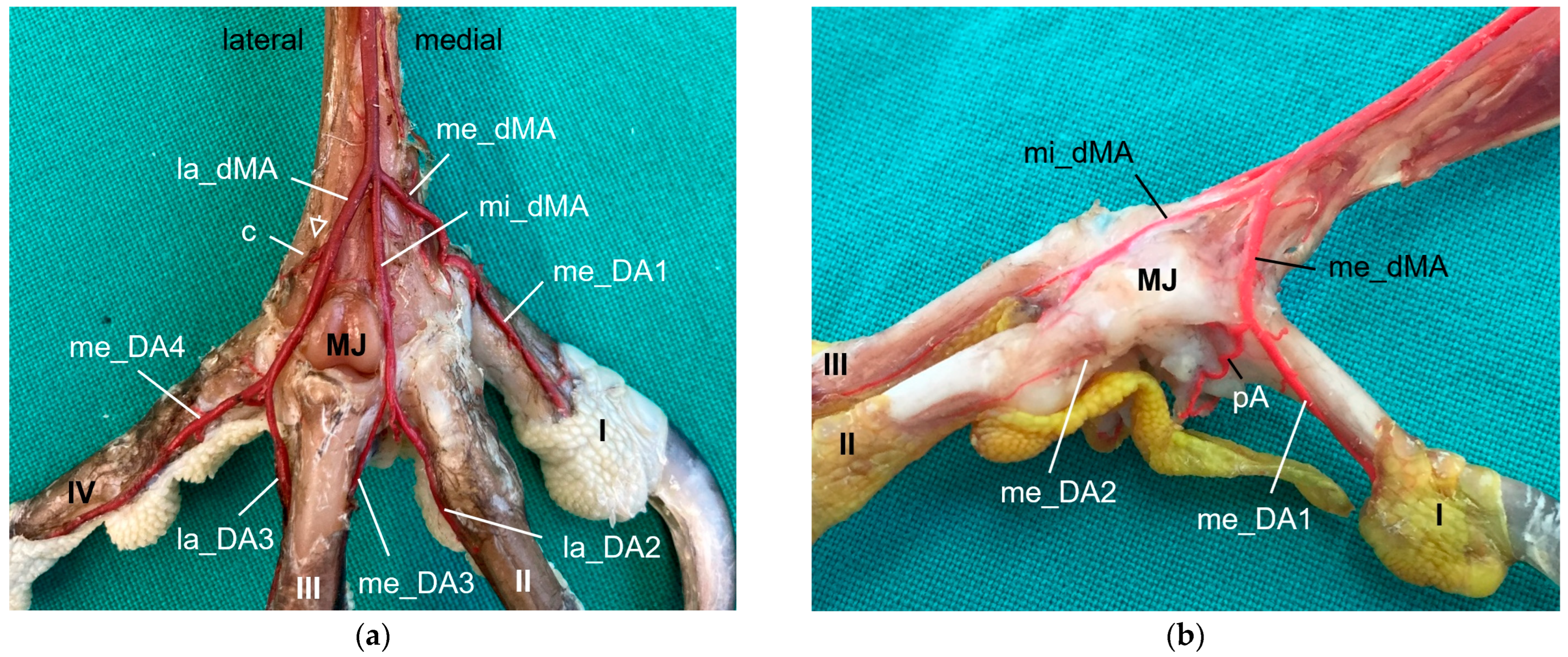 Vetsci 11 00088 g007