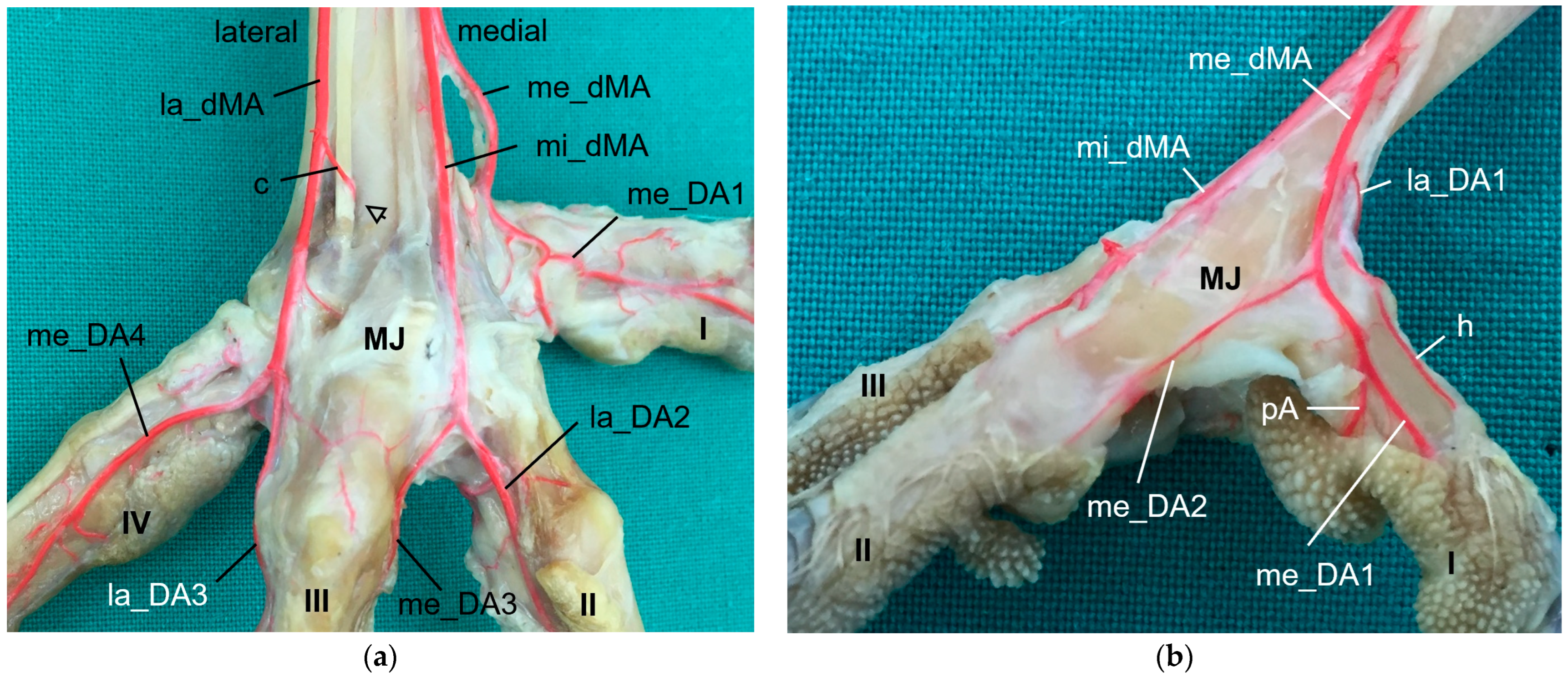 Vetsci 11 00088 g008