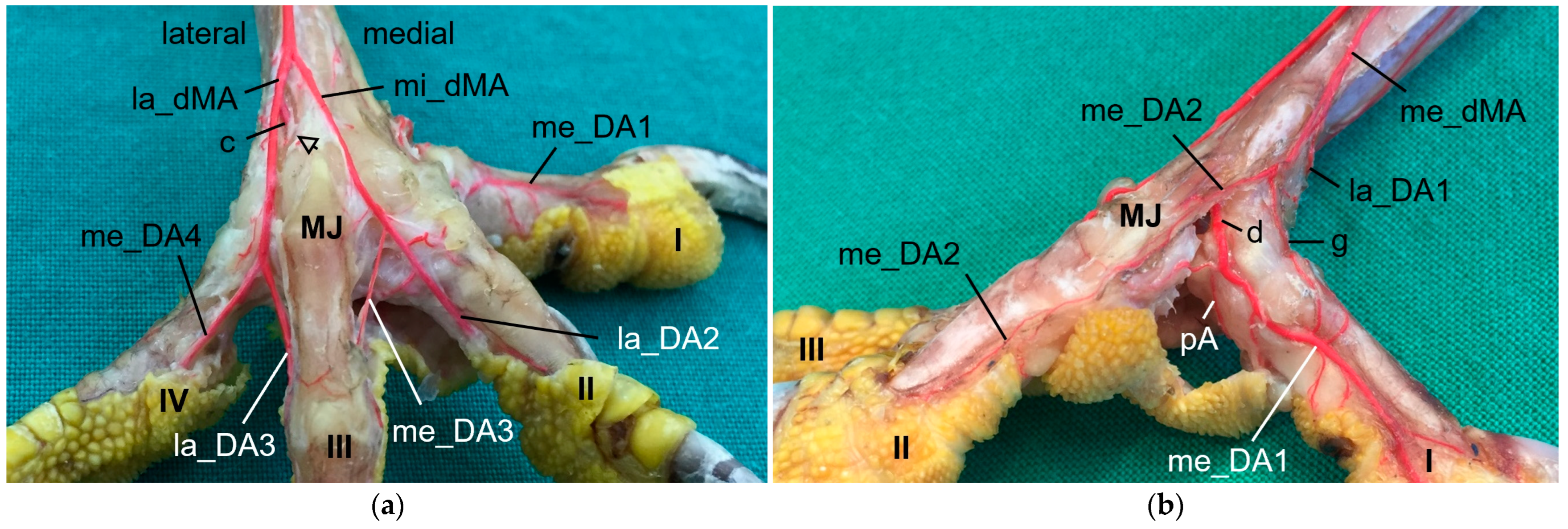 Vetsci 11 00088 g009