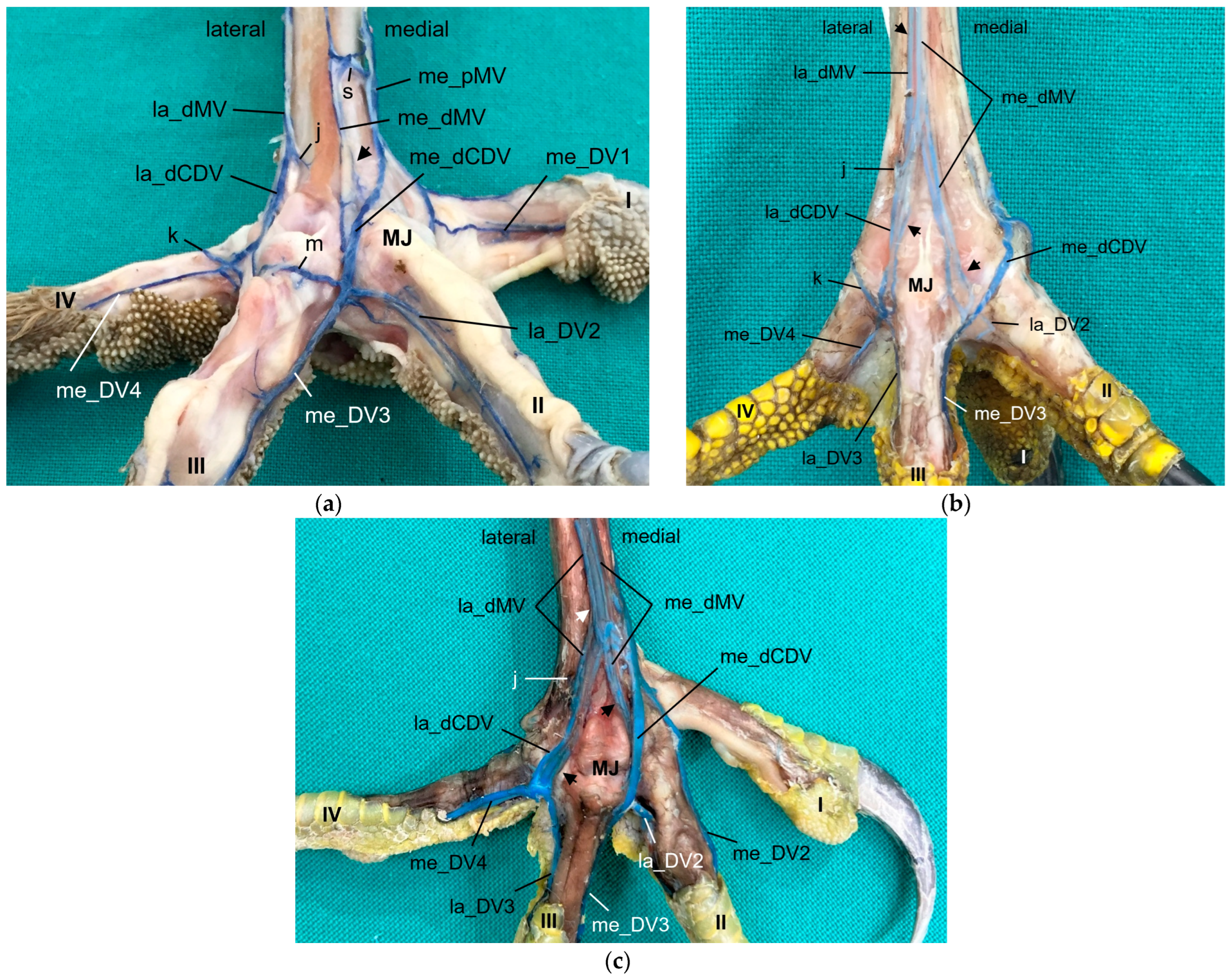 Vetsci 11 00088 g010