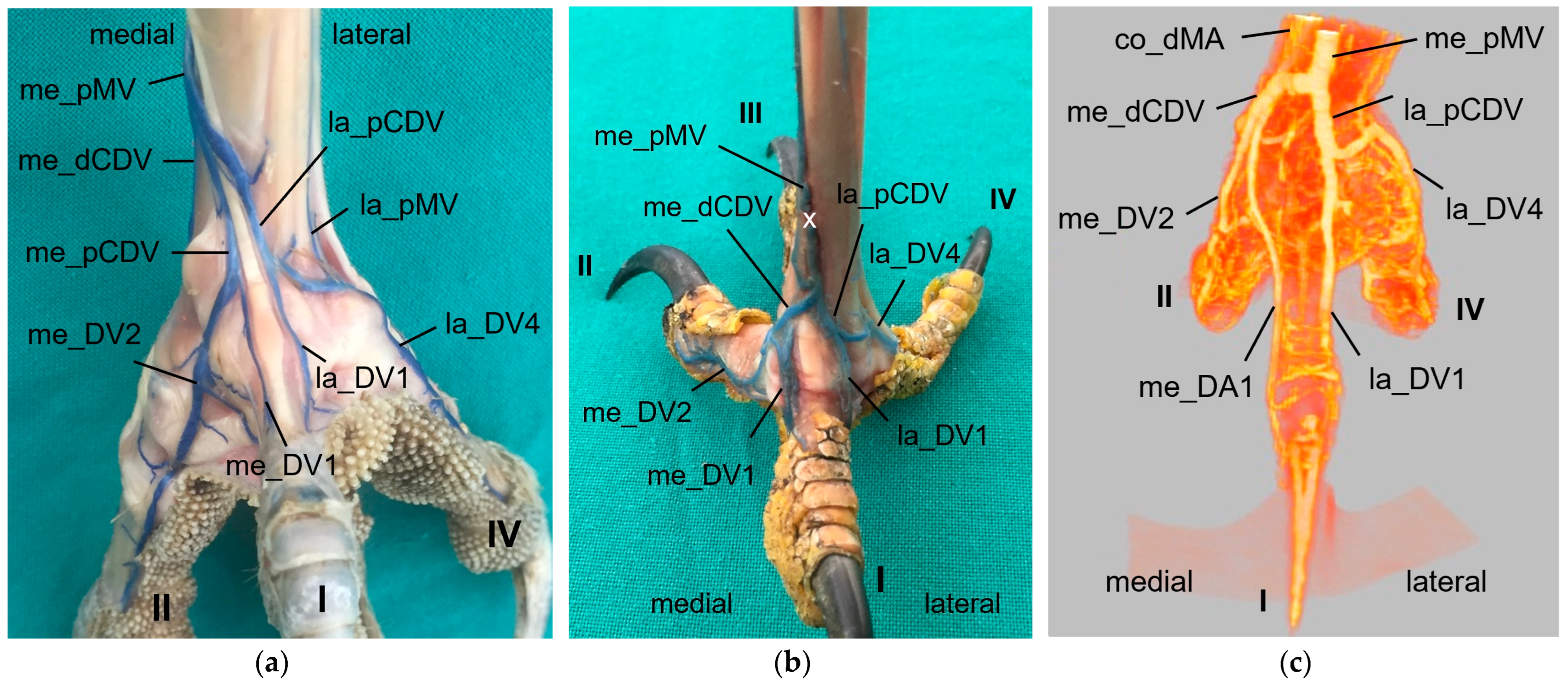 Vetsci 11 00088 g011