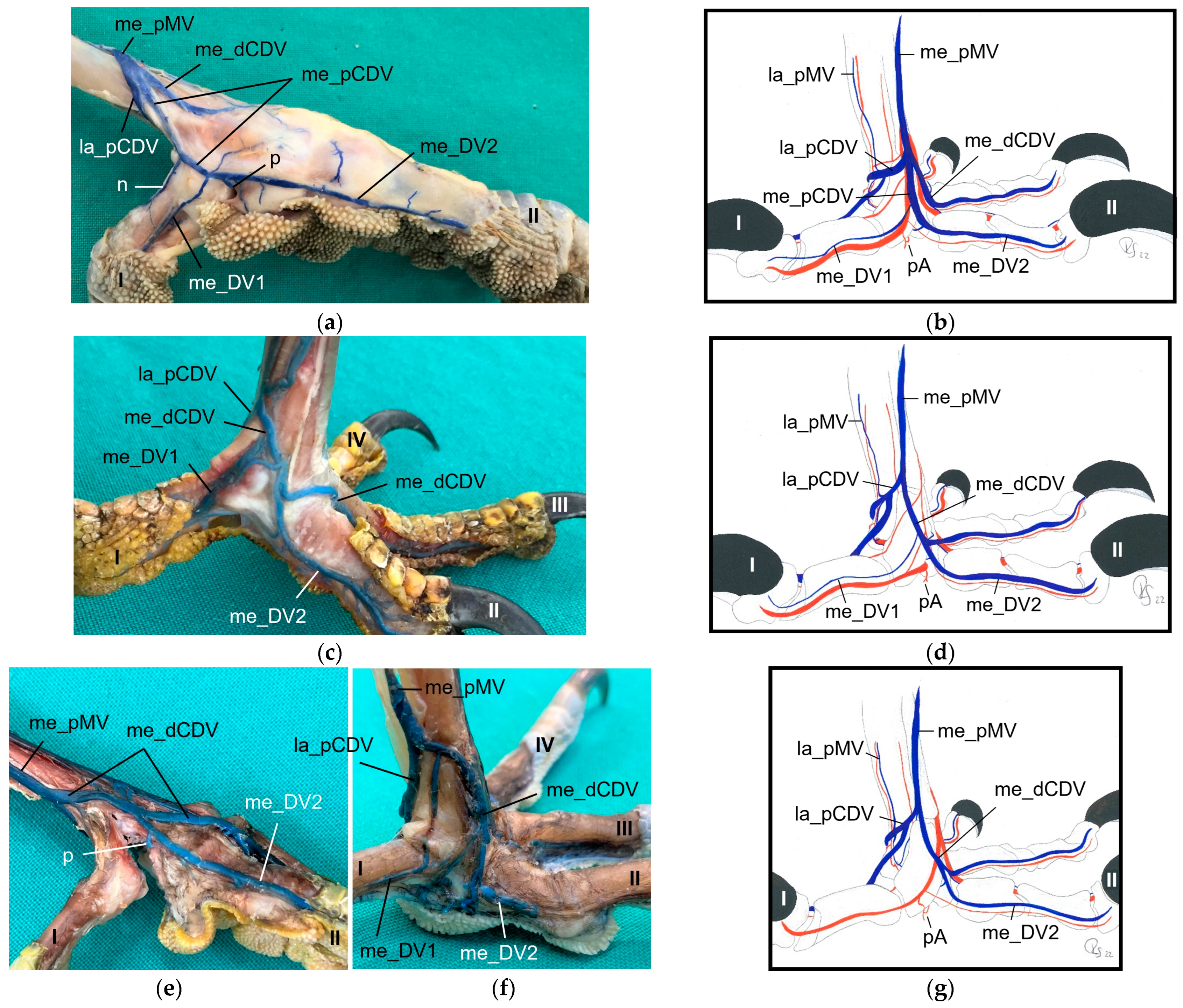 Vetsci 11 00088 g014