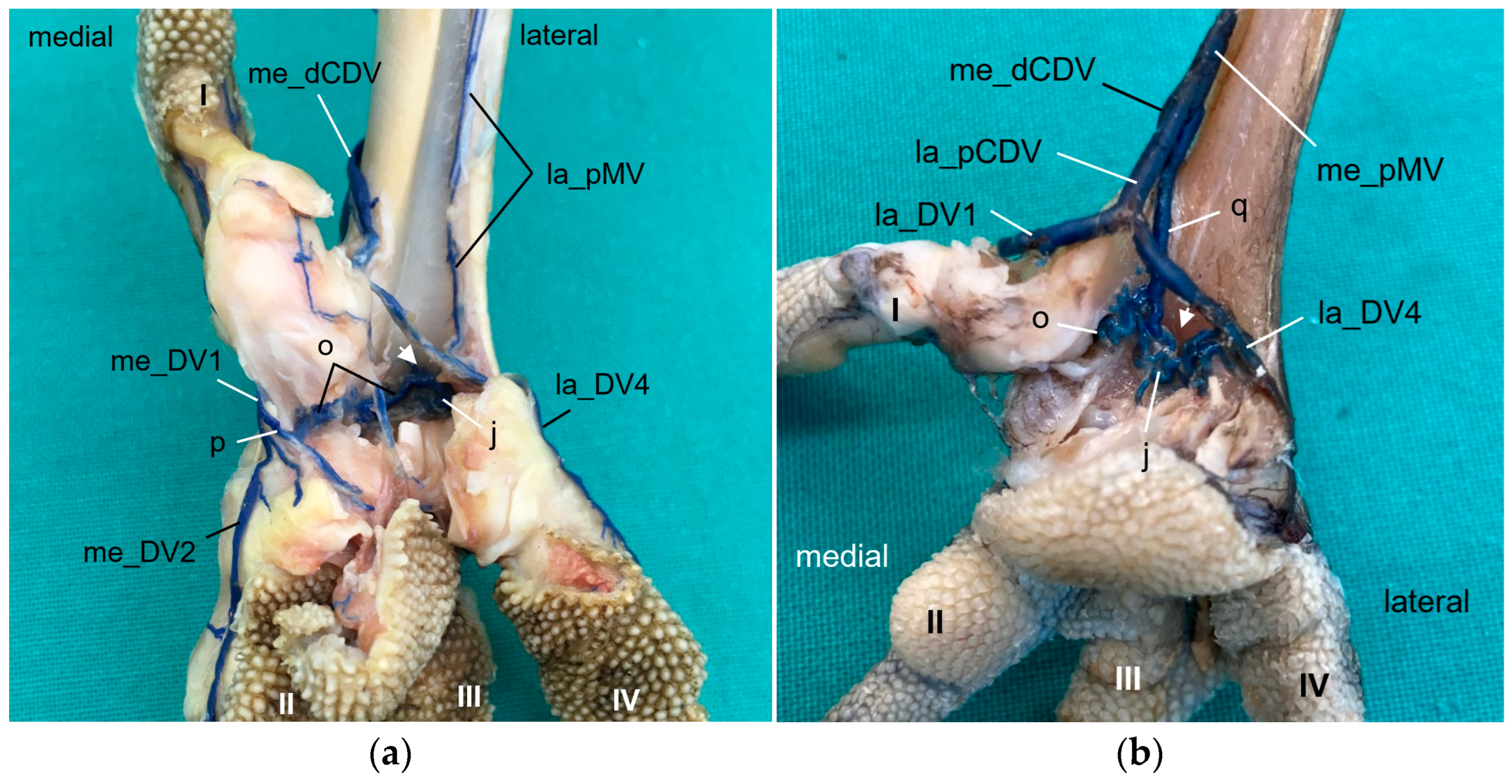 Vetsci 11 00088 g015