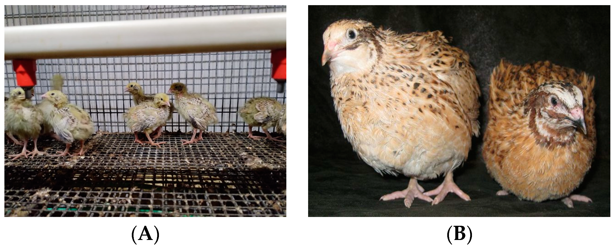 Vetsci 11 00091 g002